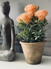 Blomst i rustik potte - Coral