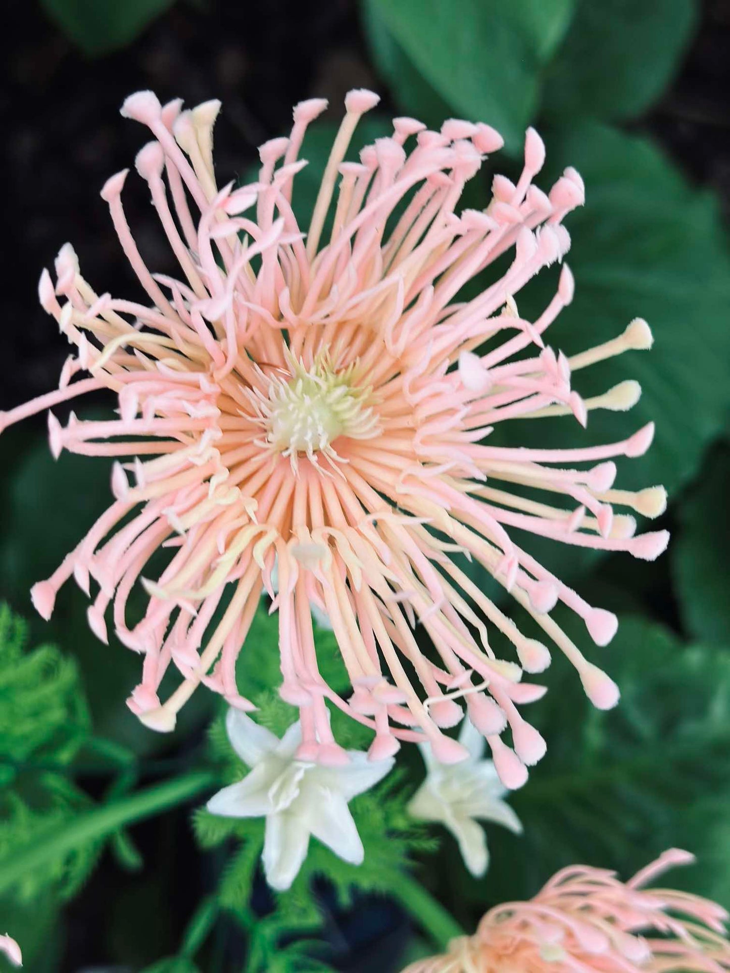 Blomst med solceller - Spider Lili rose