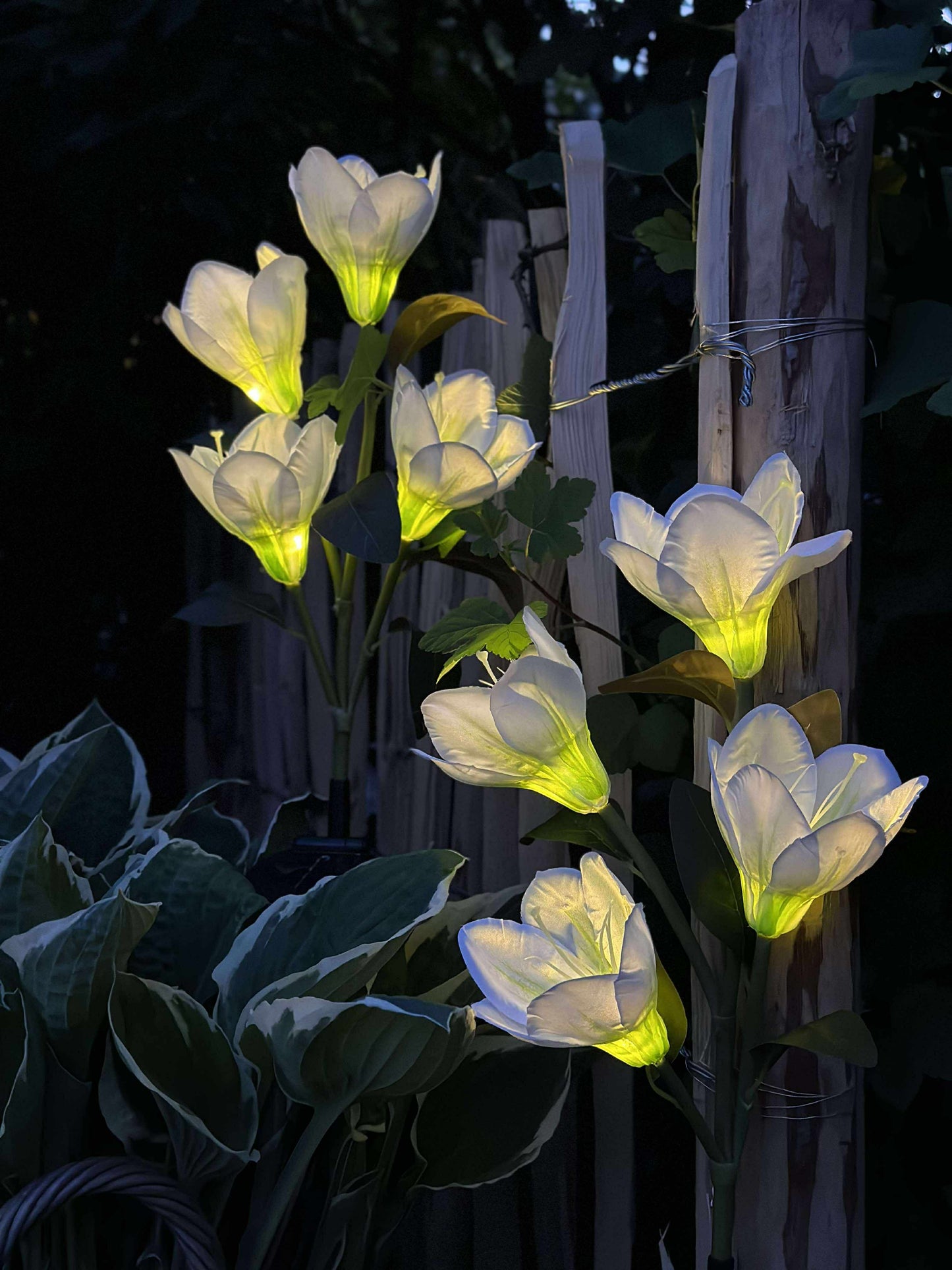 Magnolia med solceller - Hvid