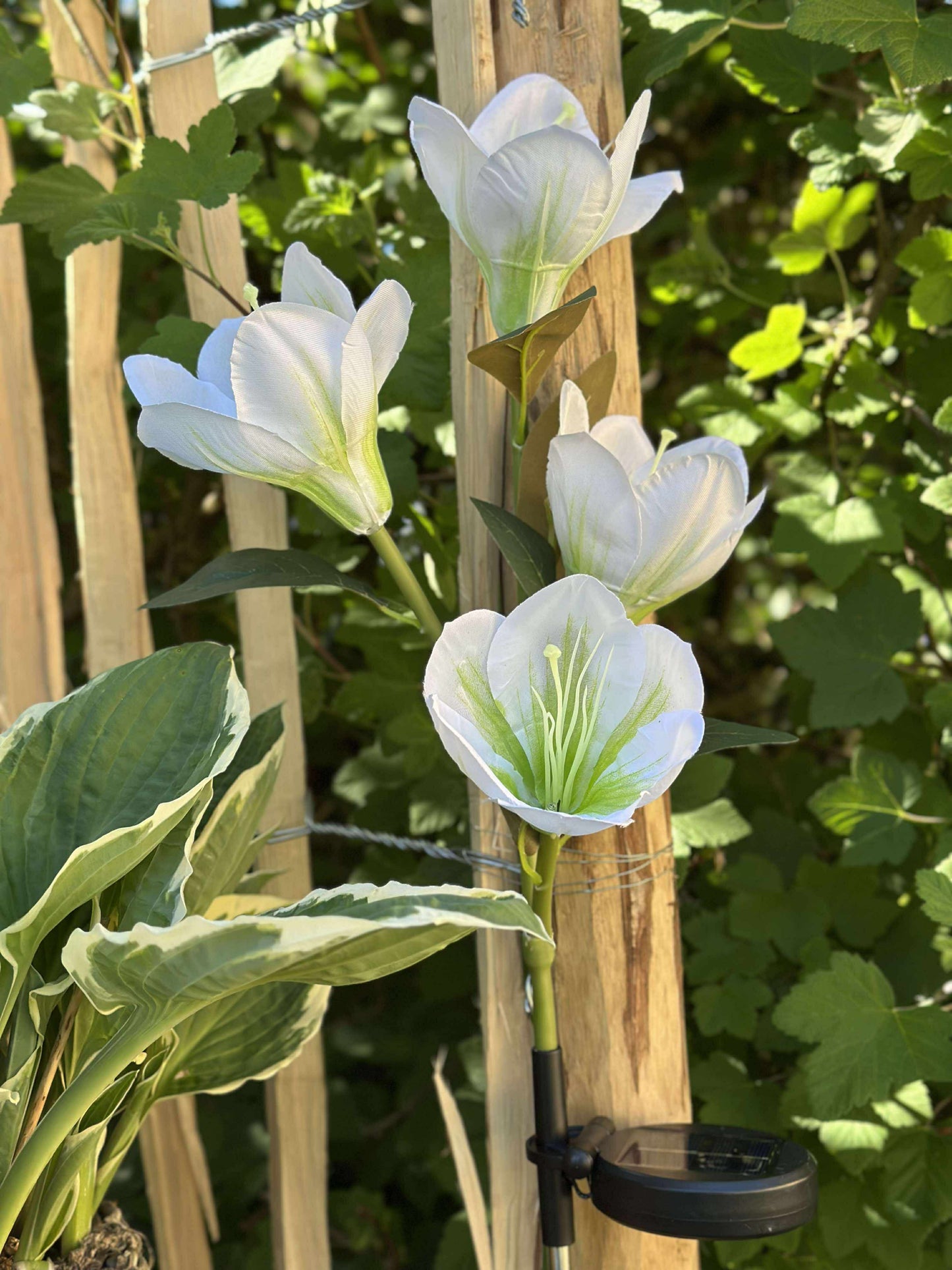 Magnolia med solceller - Hvid