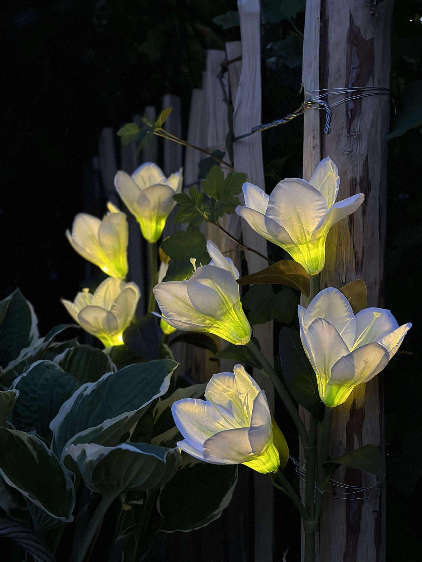 Magnolia med solceller - Hvid
