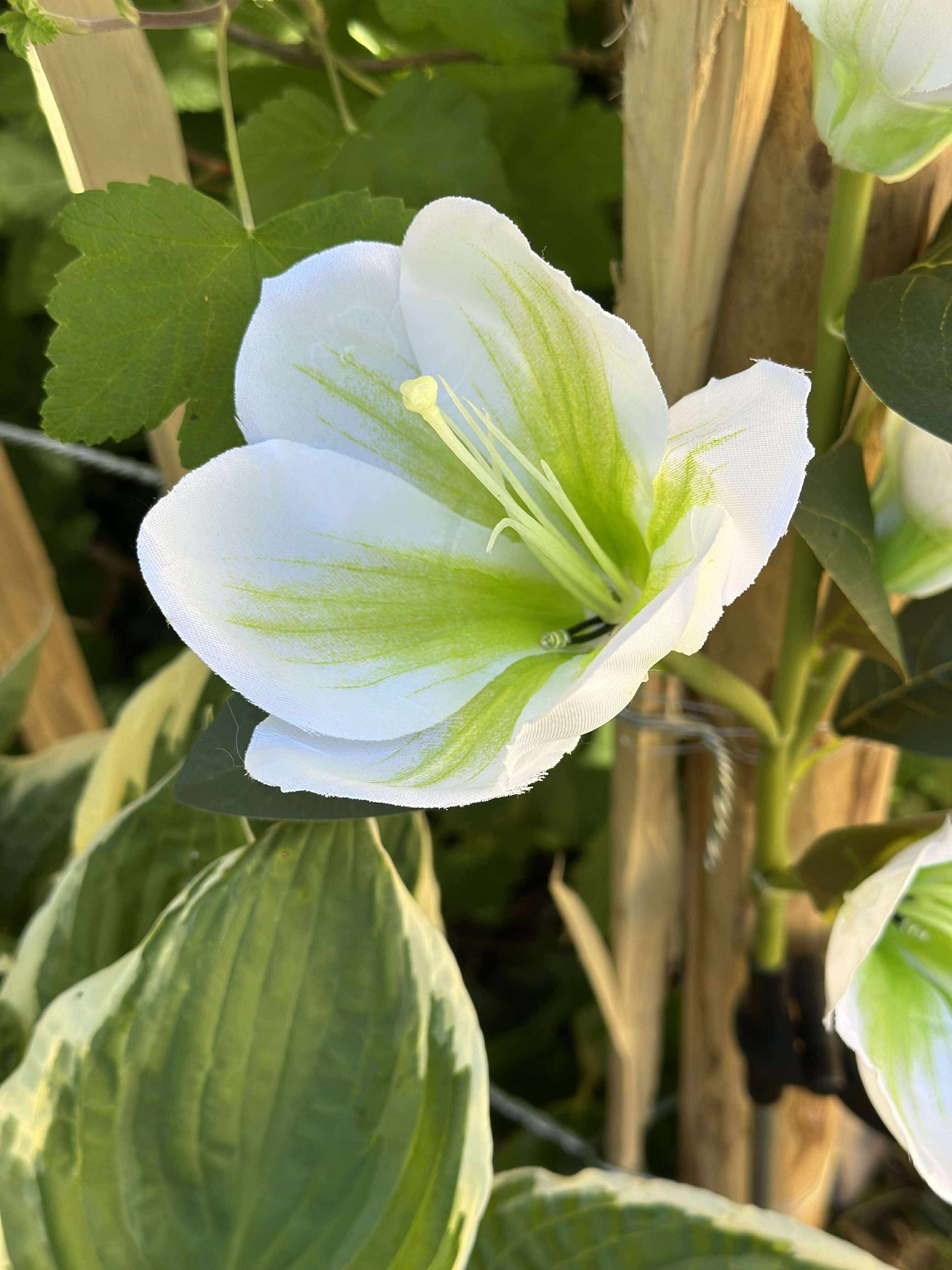Magnolia med solceller - Hvid