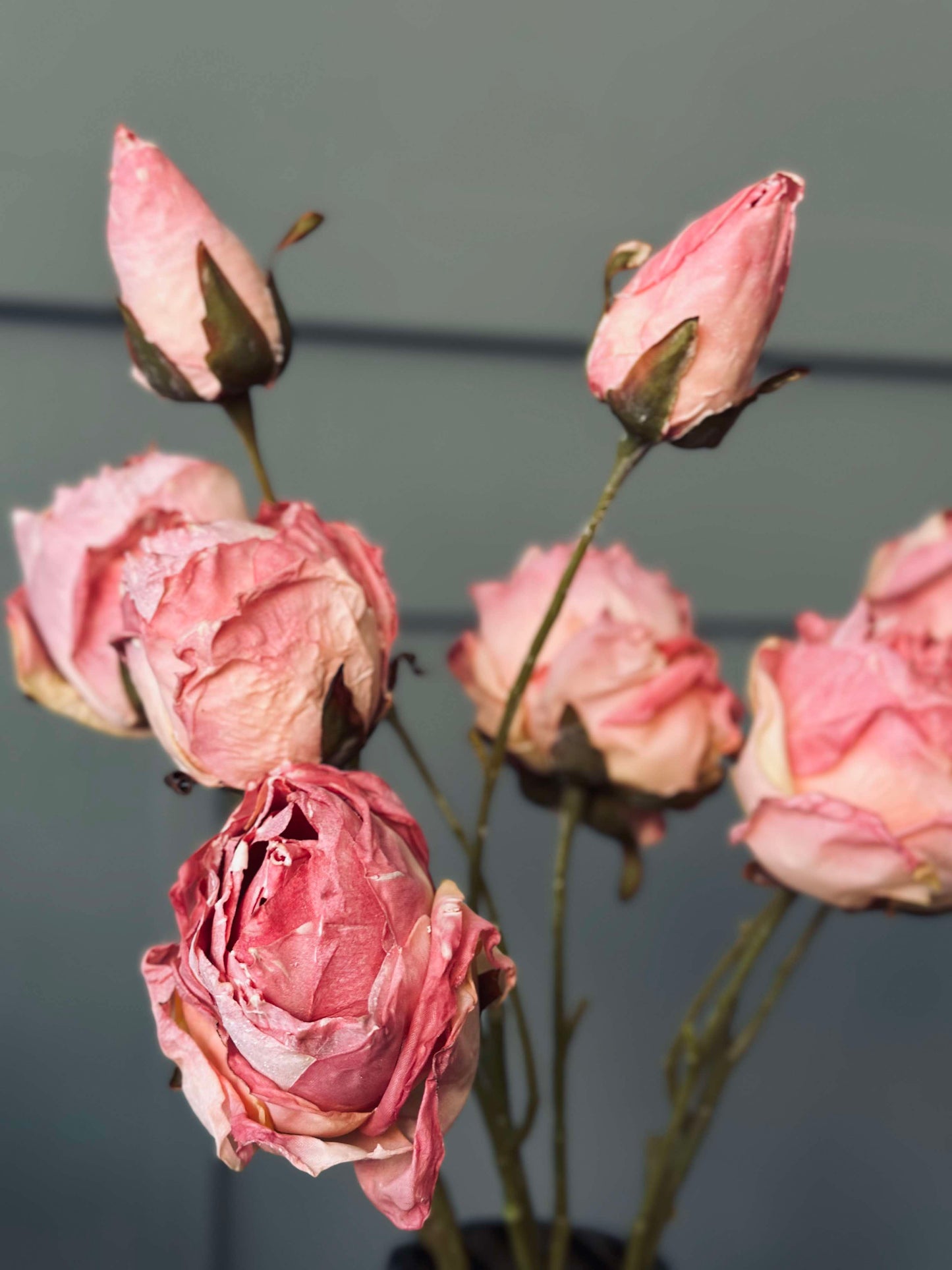 Rose stilk