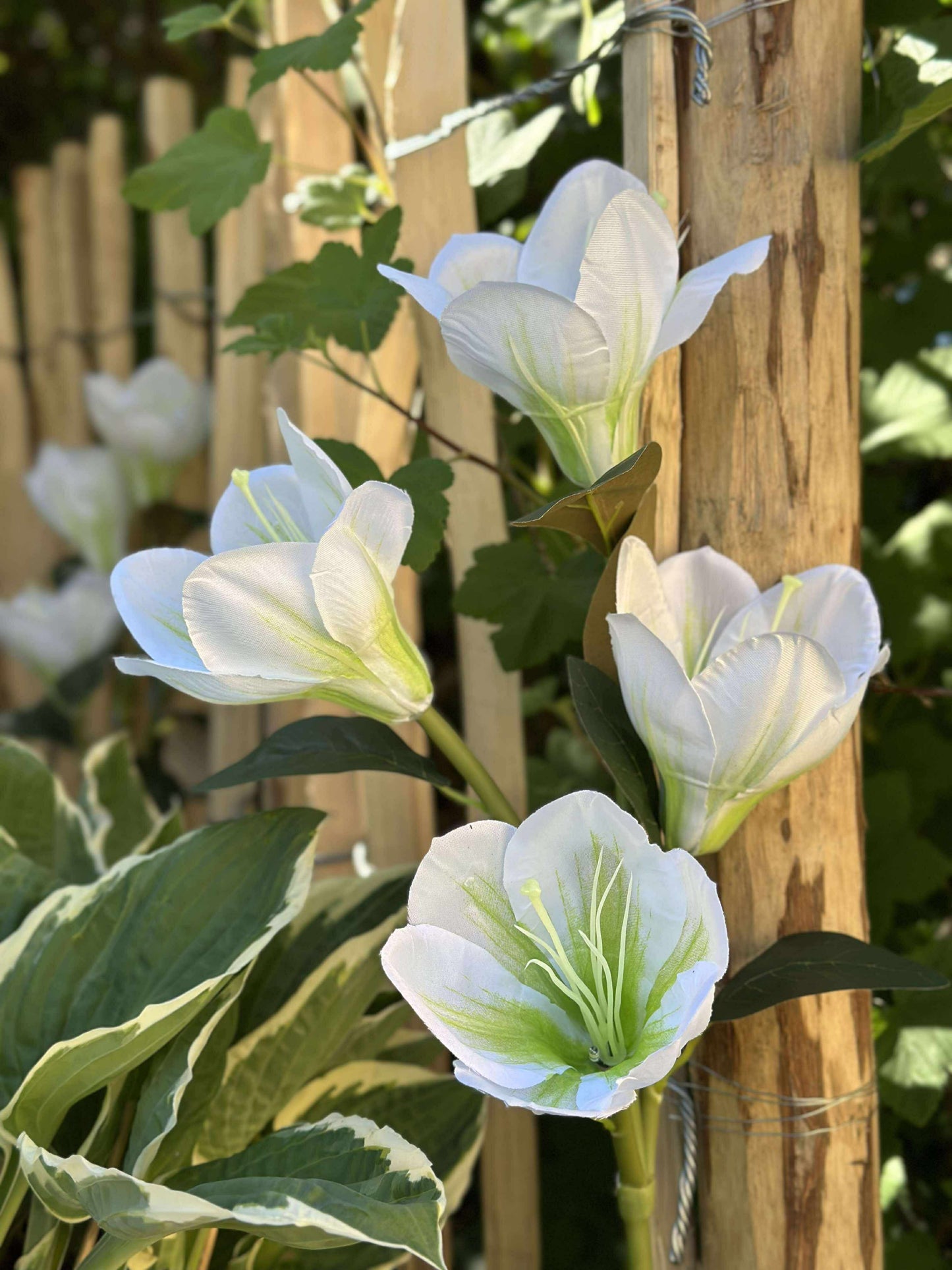 Magnolia med solceller - Hvid