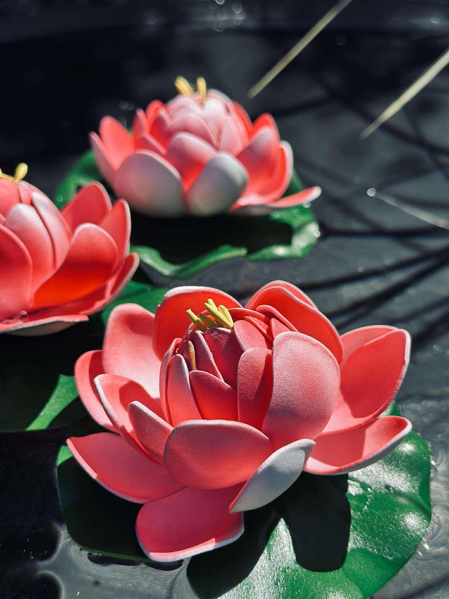 Lotus - Flere farver