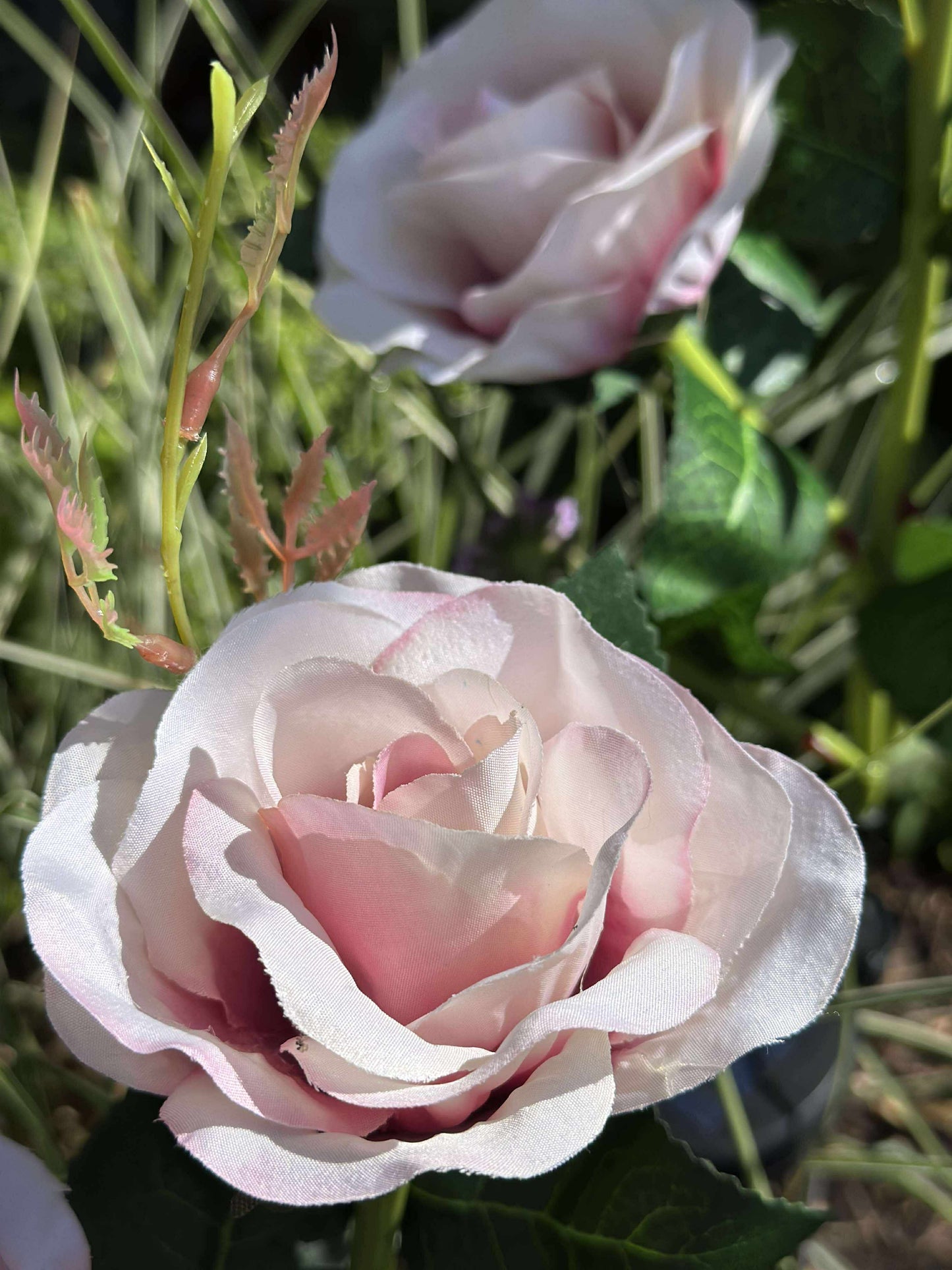 Rose med solceller - Rosa
