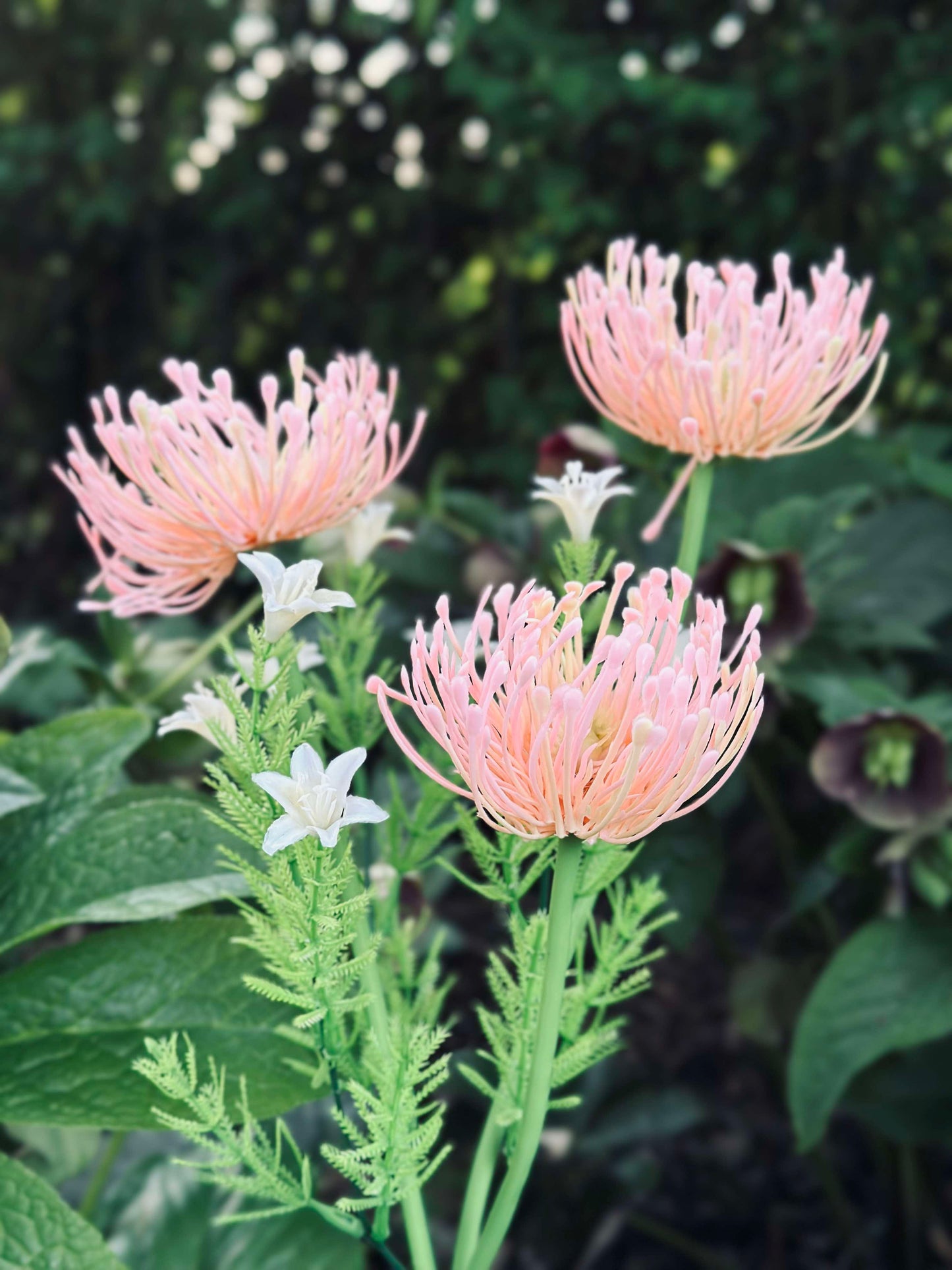 Blomst med solceller - Spider Lili rose