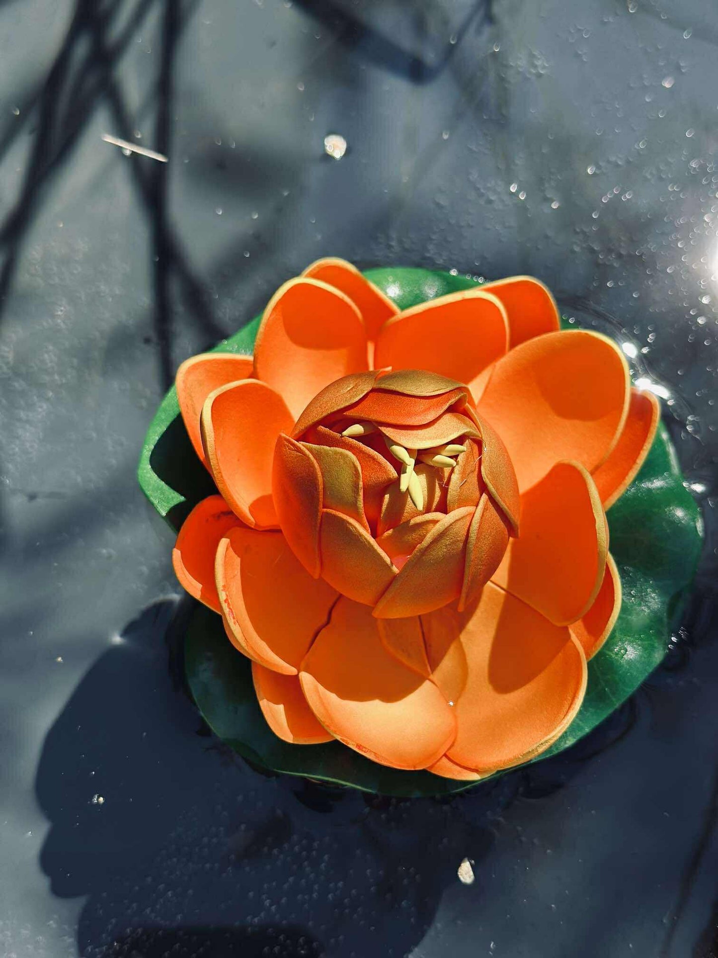 Lotus - Flere farver