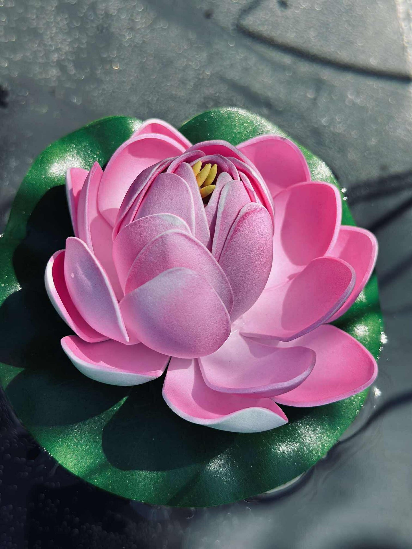 Lotus - Flere farver