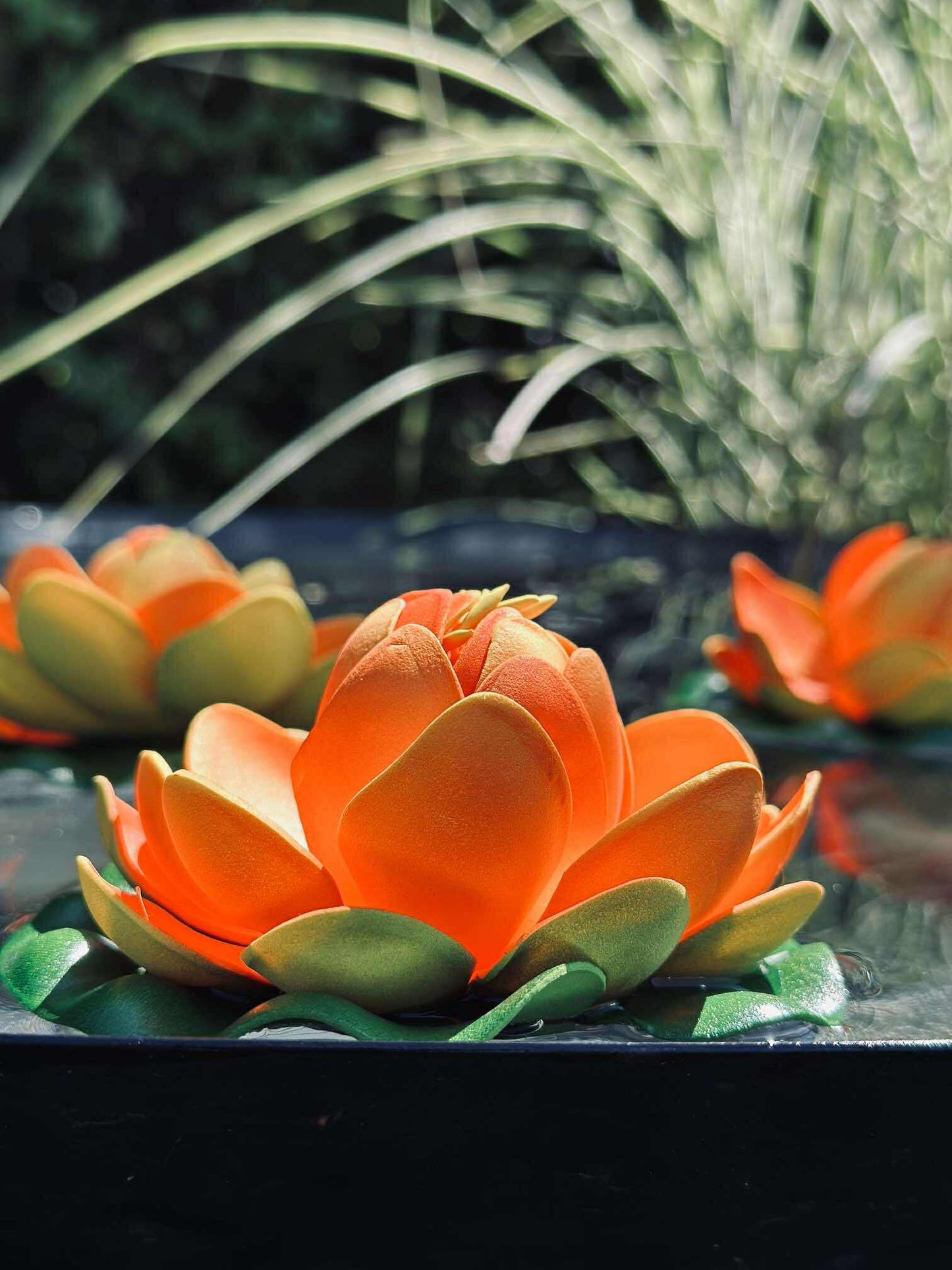 Lotus - Flere farver