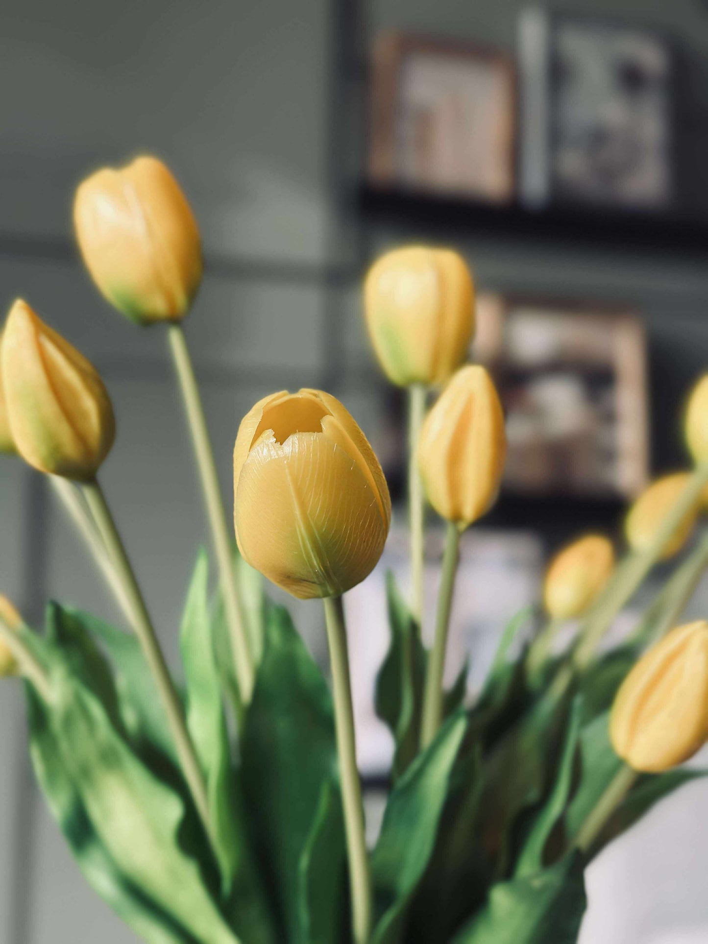 Tulipaner – Flere farver