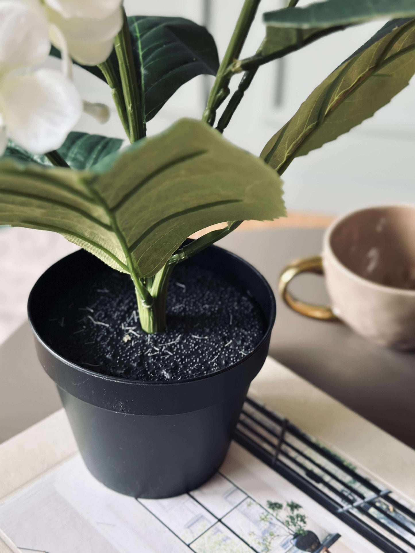 Hortensia i potte - Hvid