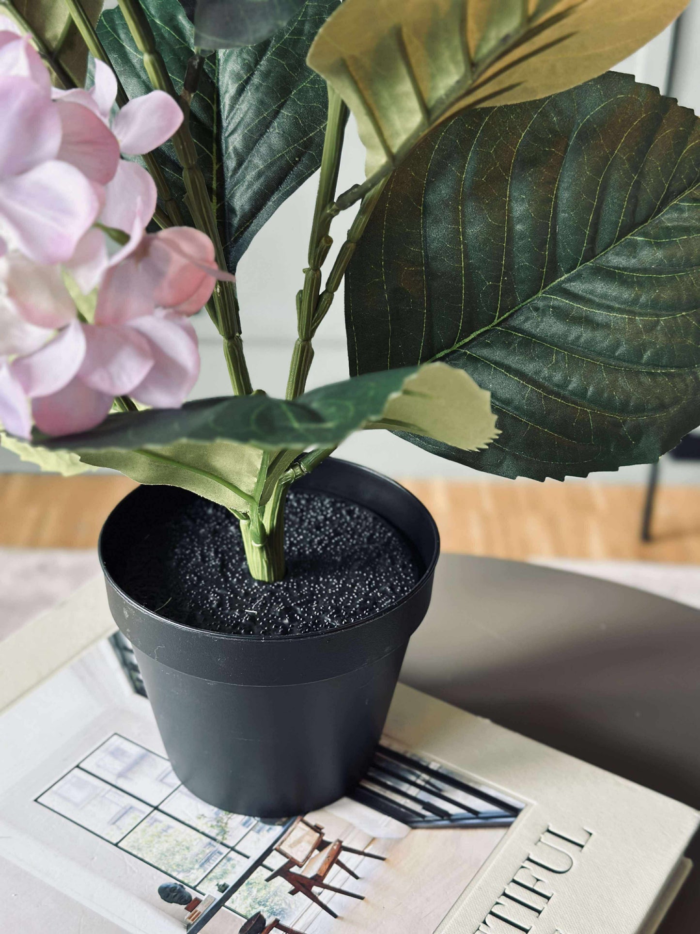 Hortensia i potte - Syren