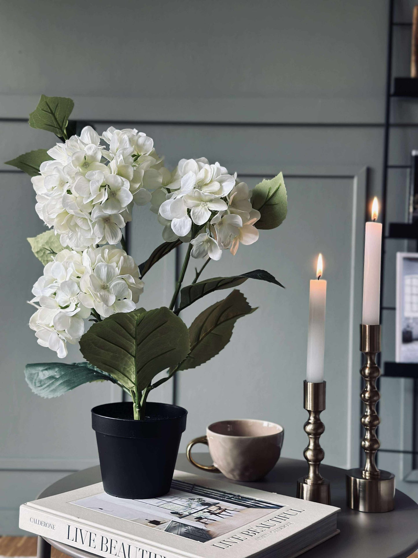 Hortensia i potte - Hvid