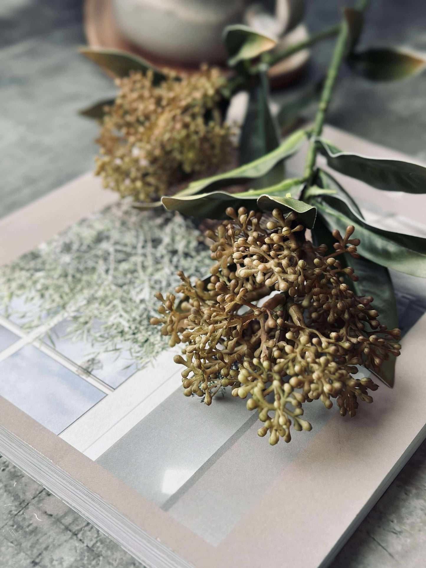 Blomsterstilk -skimmia  MIX