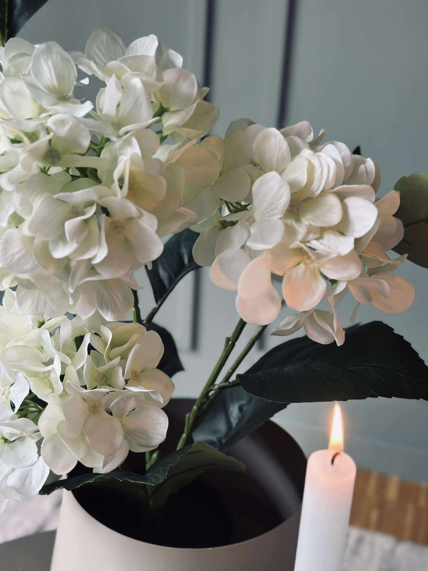 Hortensia i potte - Hvid