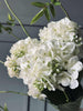 Hortensia Hvid