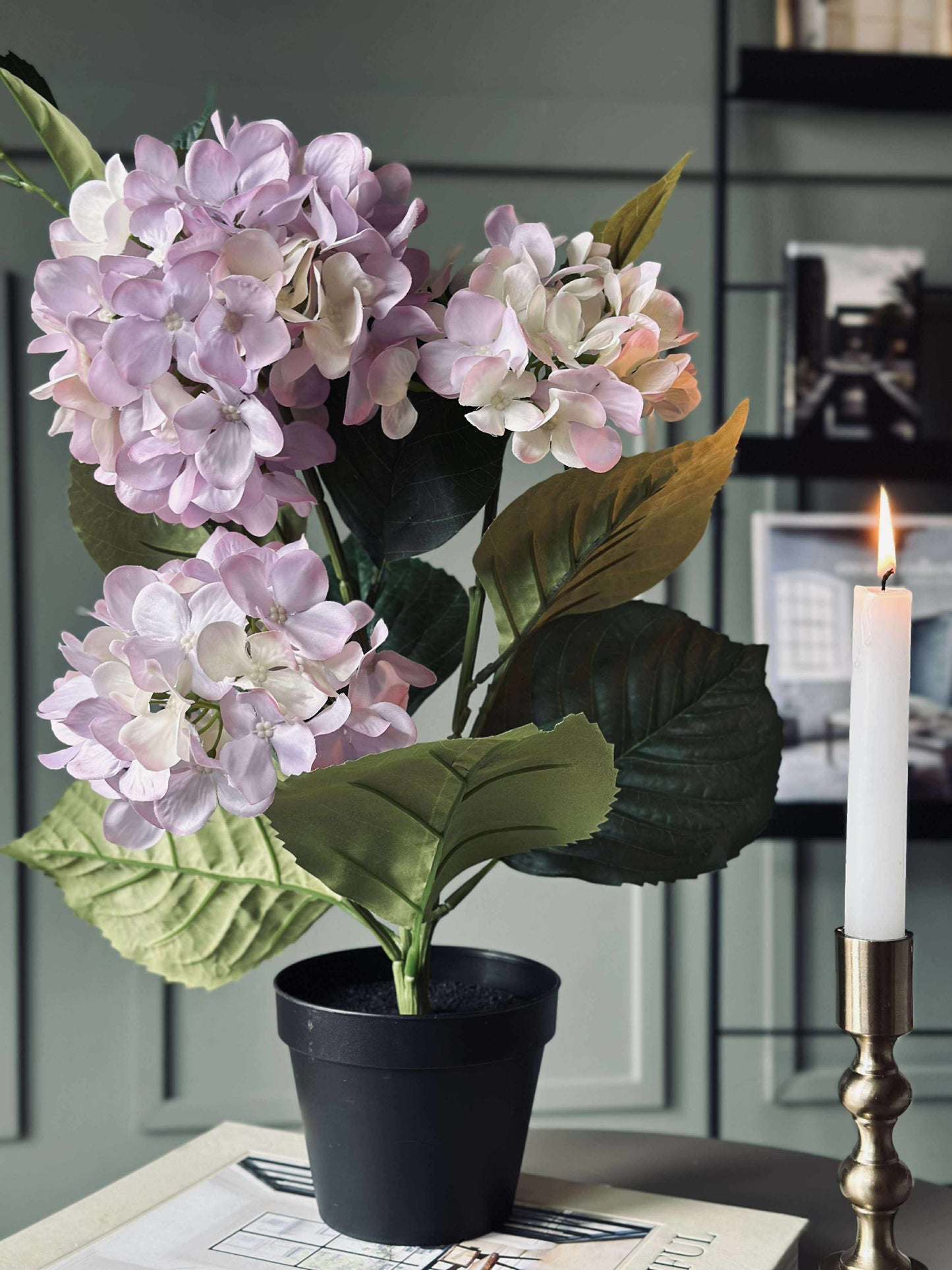 Hortensia i potte - Syren