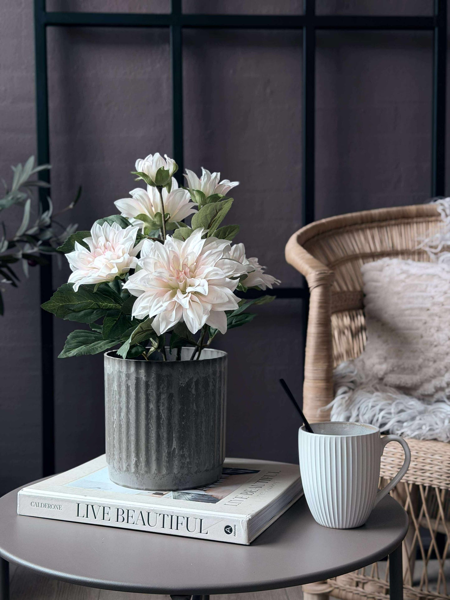 Dahlia i potte - Hvid