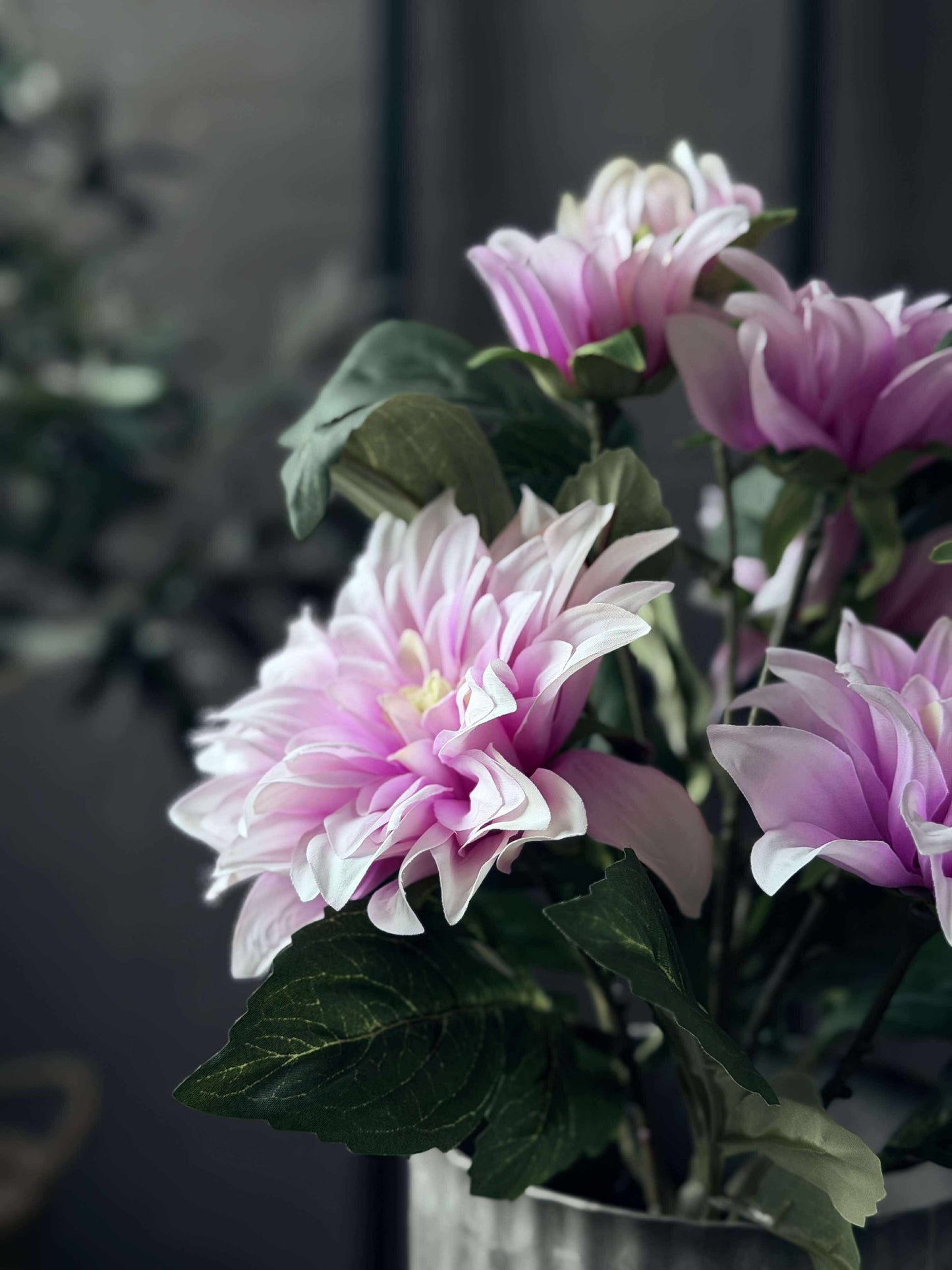 Dahlia i potte - Lyserød