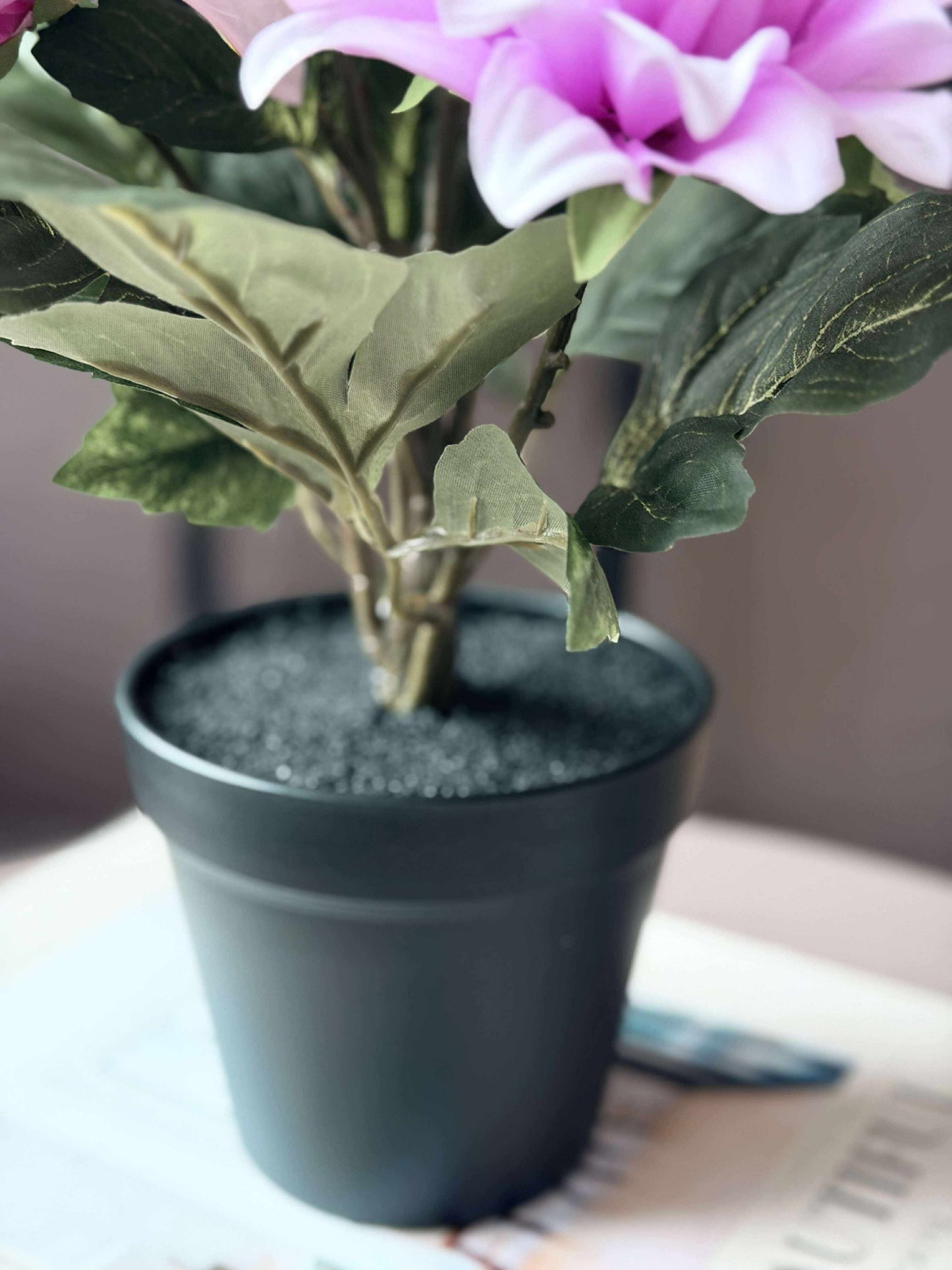 Dahlia i potte - Lyserød