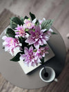 Dahlia i potte - Lyserød