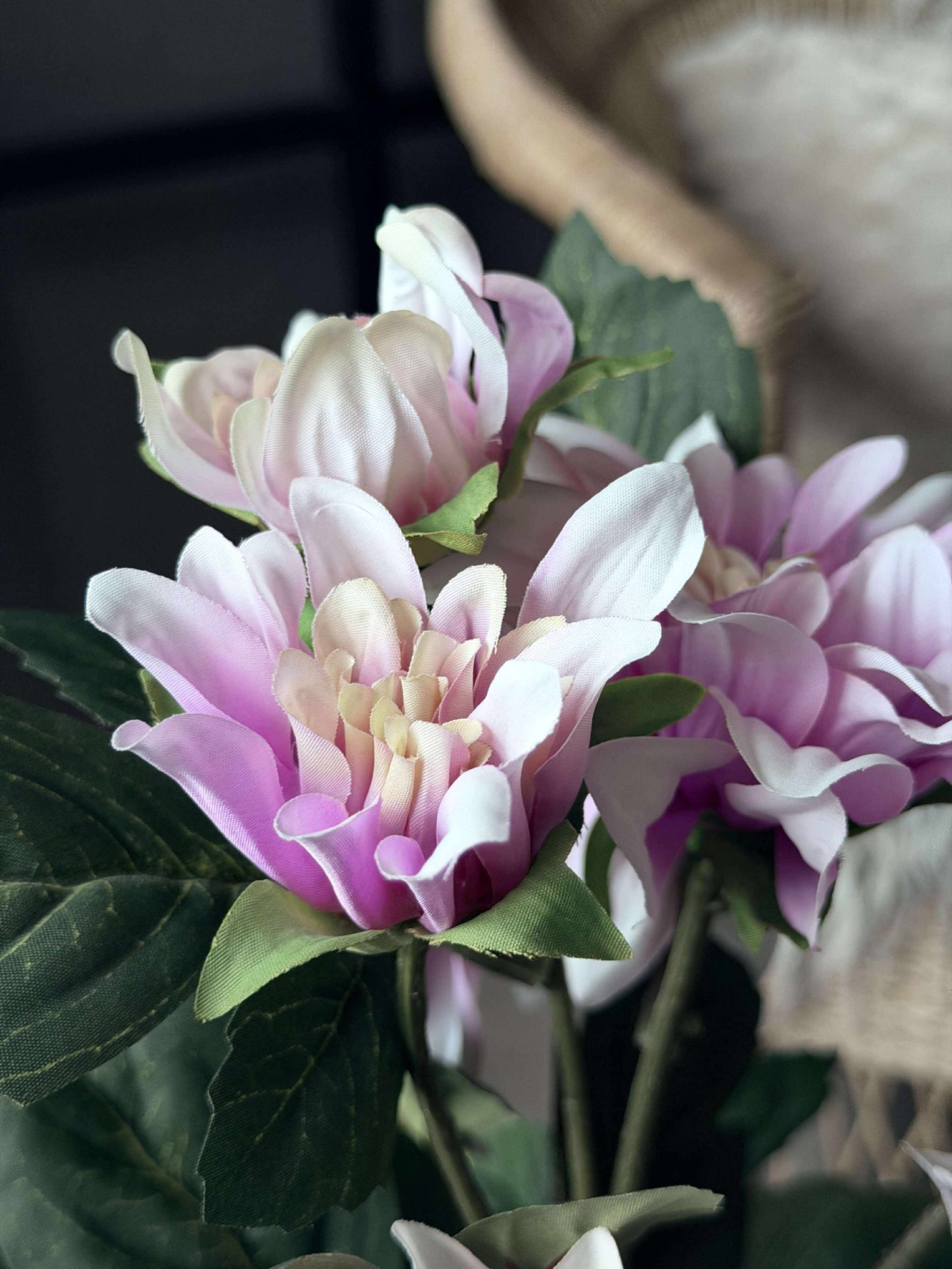 Dahlia i potte - Lyserød