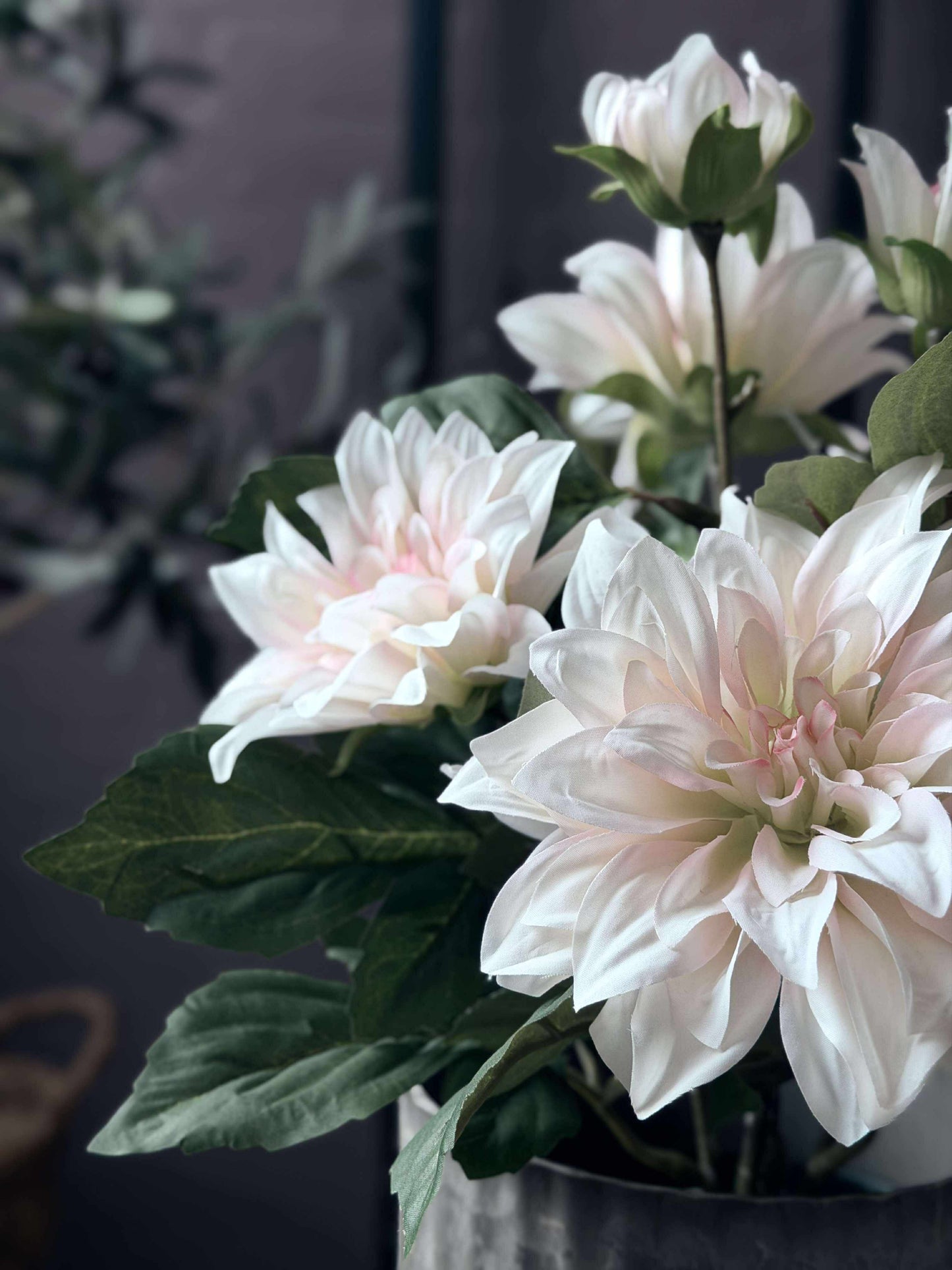 Dahlia i potte - Hvid