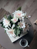 Dahlia i potte - Hvid