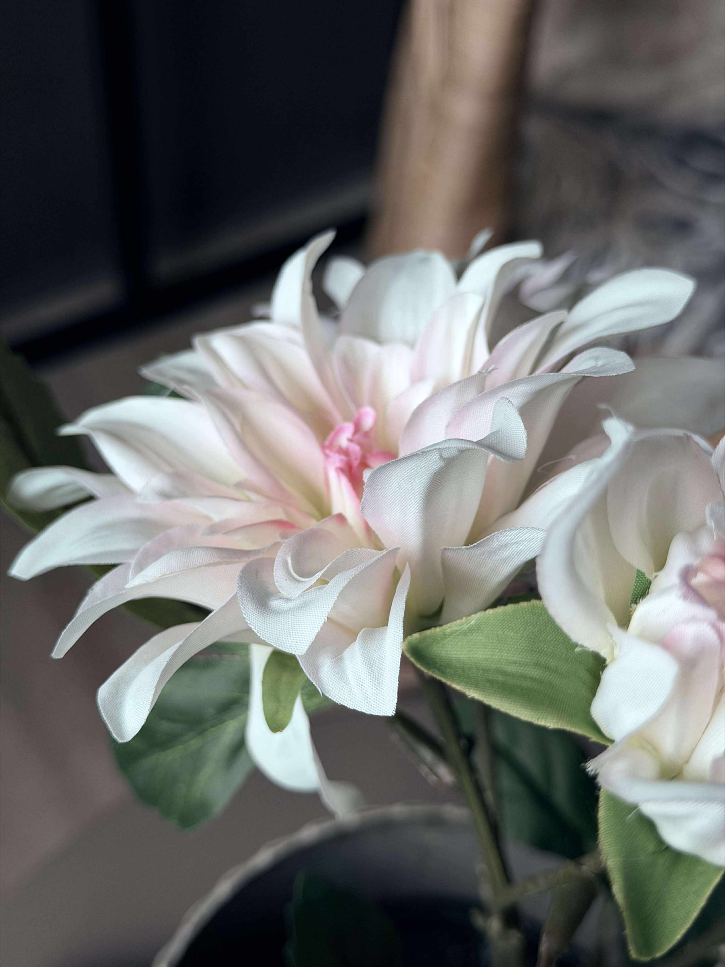 Dahlia i potte - Hvid