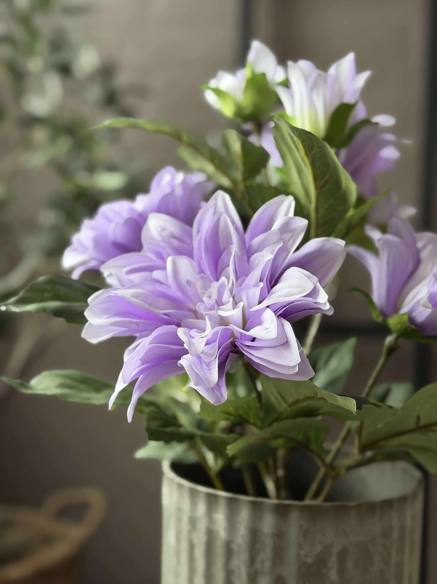 Dahlia i potte - Lilla