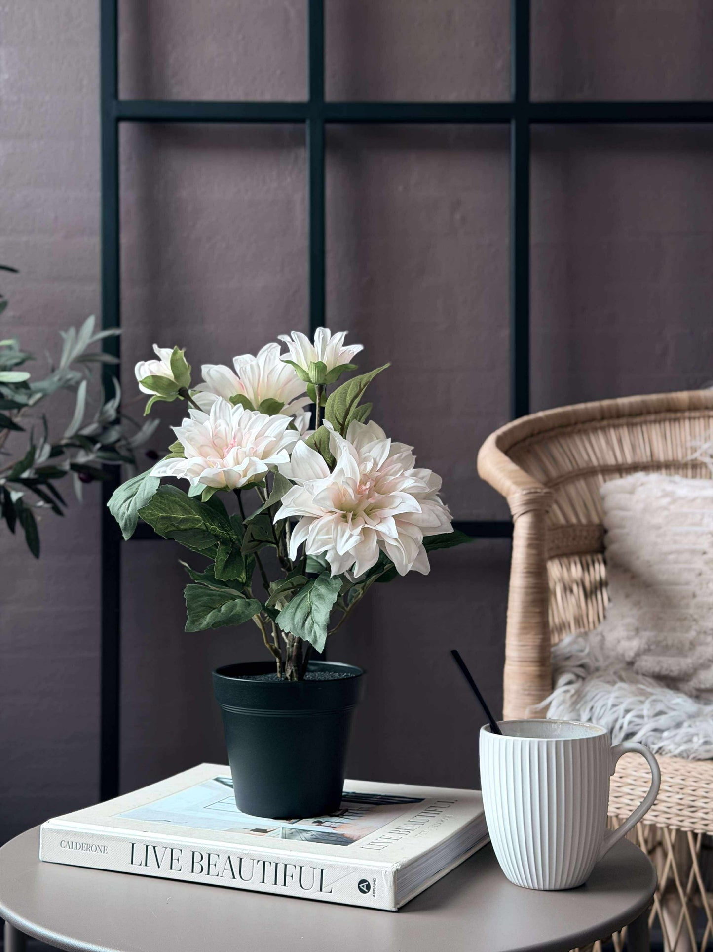 Dahlia i potte - Hvid
