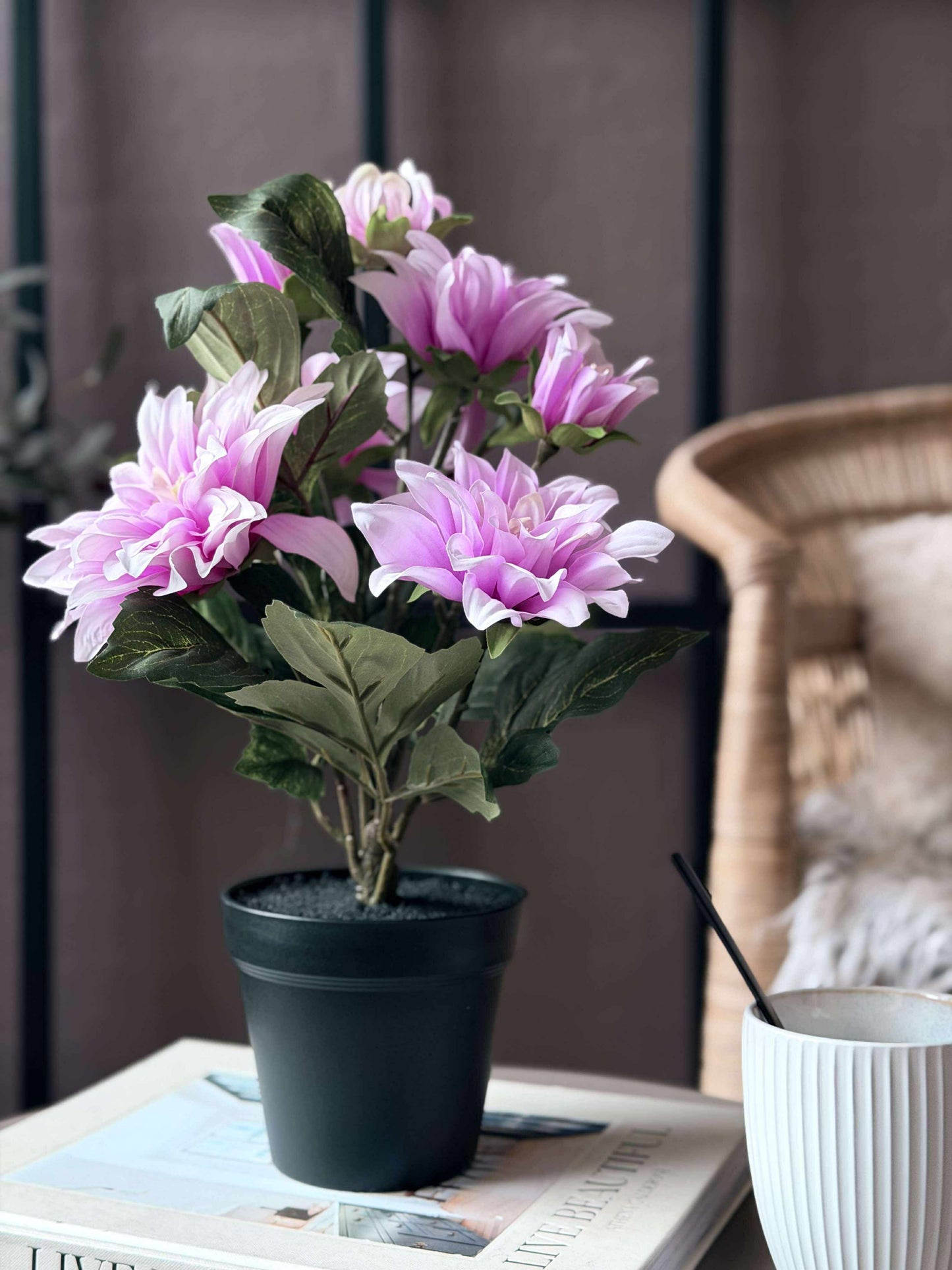 Dahlia i potte - Lyserød