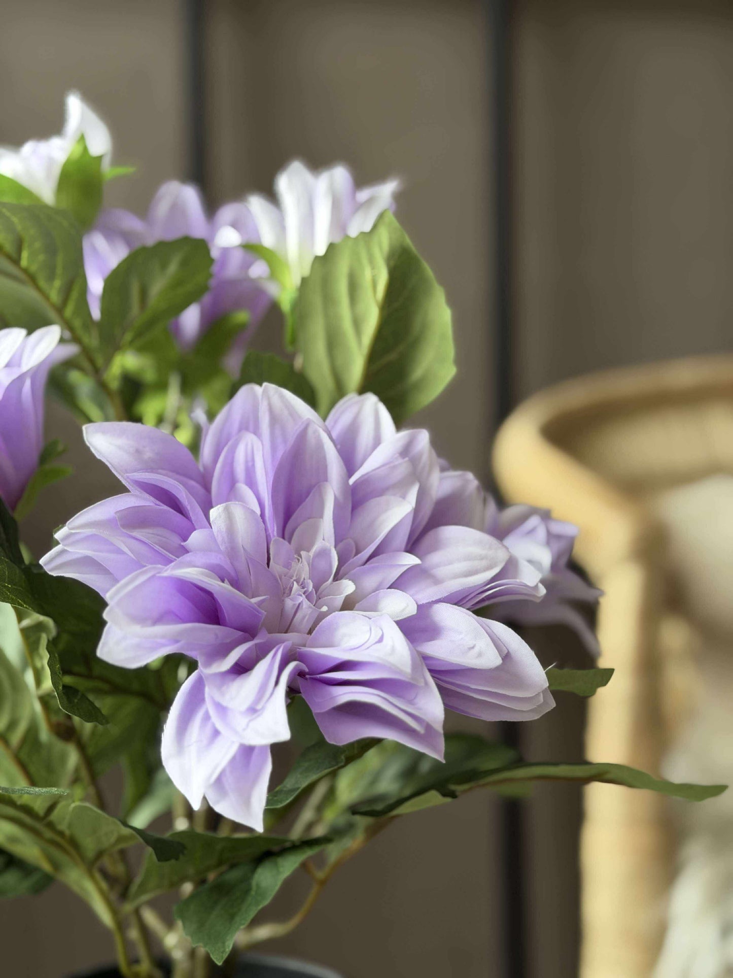 Dahlia i potte - Lilla