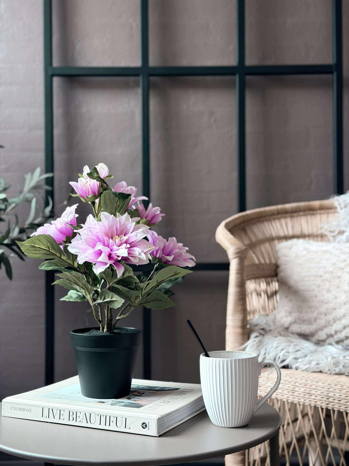Dahlia i potte - Lyserød