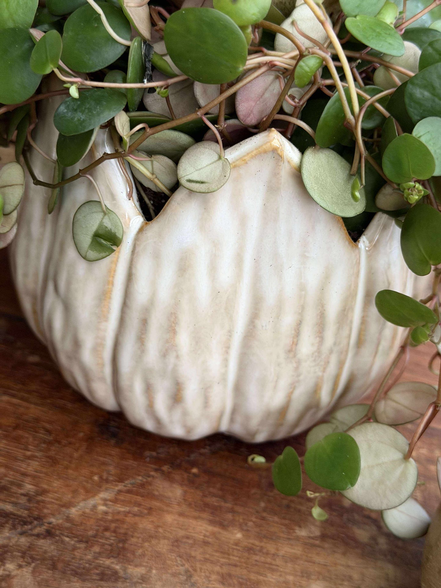 Urtepotter TULIP beige- Flere størrelser