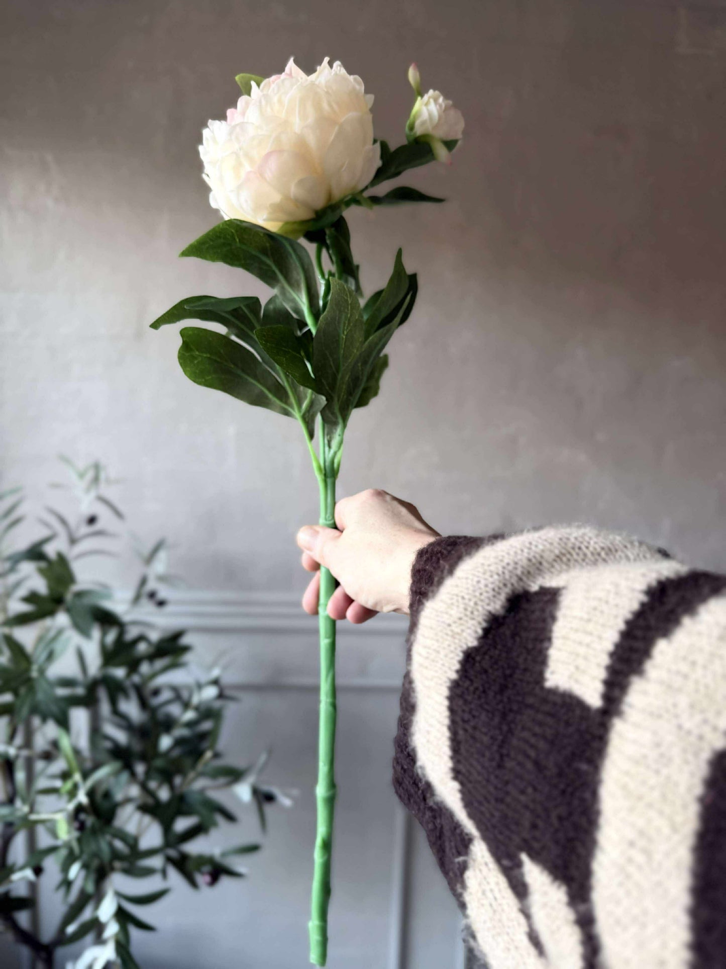 Pæon 60 cm - Flere farver