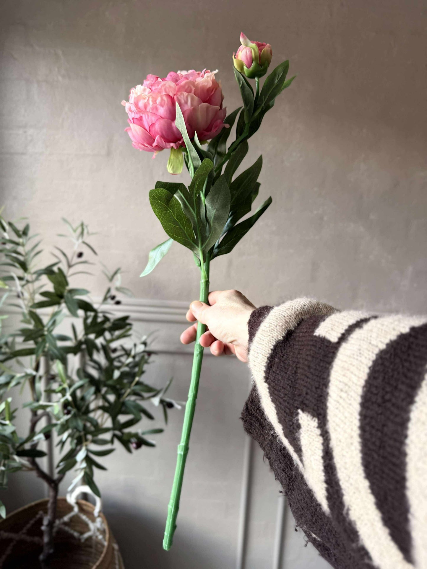 Pæon 60 cm - Flere farver