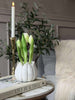 Tulipan i potte - Hvid Med 3 Blomster