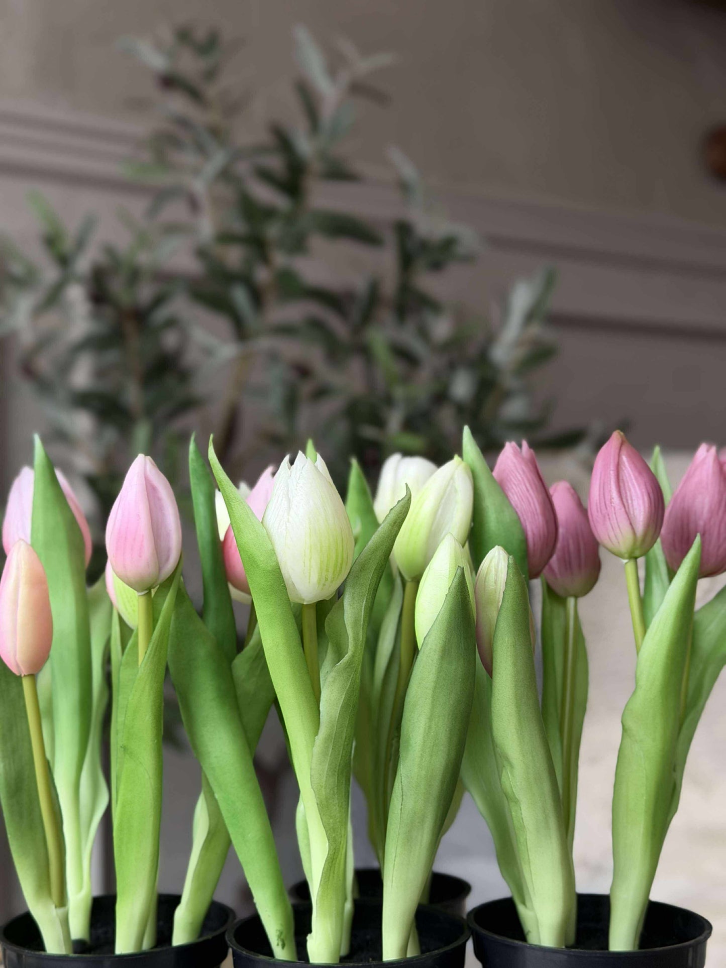 Tulipan i potte - Mørk Rosa