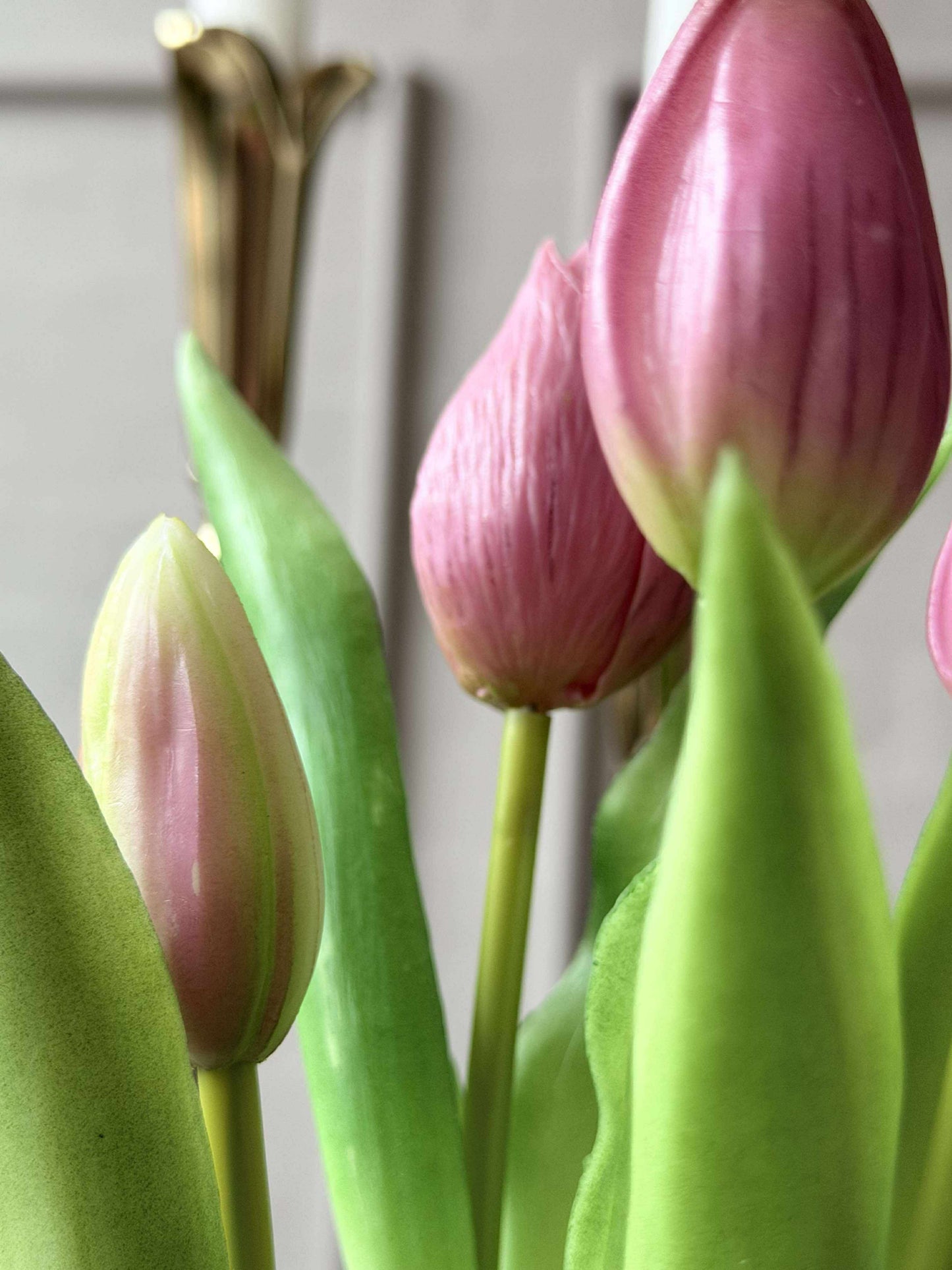 Tulipan i potte - Mørk Rosa