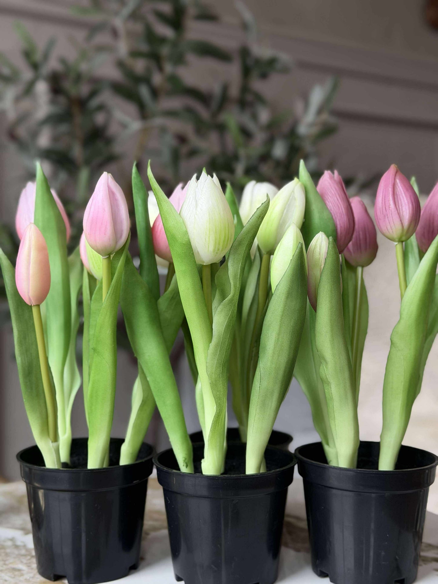 Tulipan i potte - Mørk Rosa