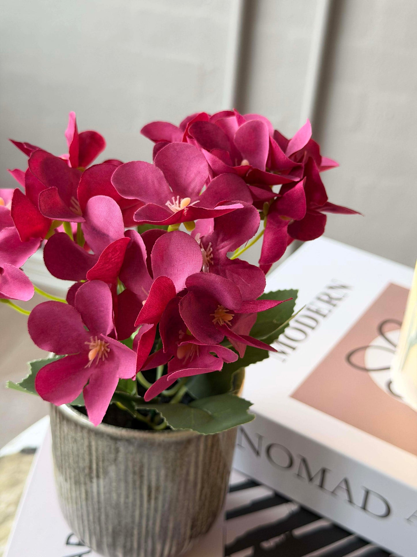 Mini hortensia i potte - flere farver