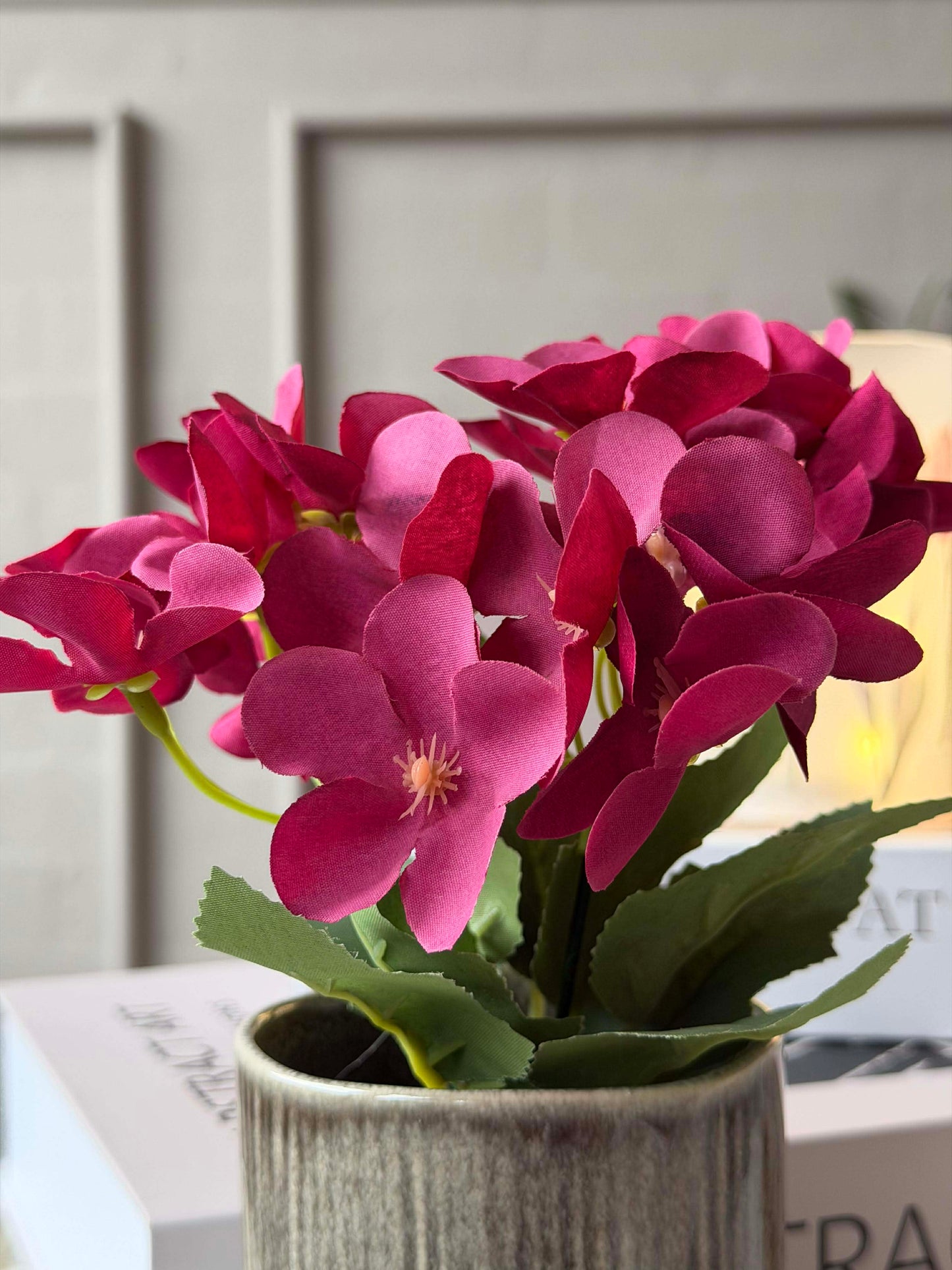 Mini hortensia i potte - flere farver