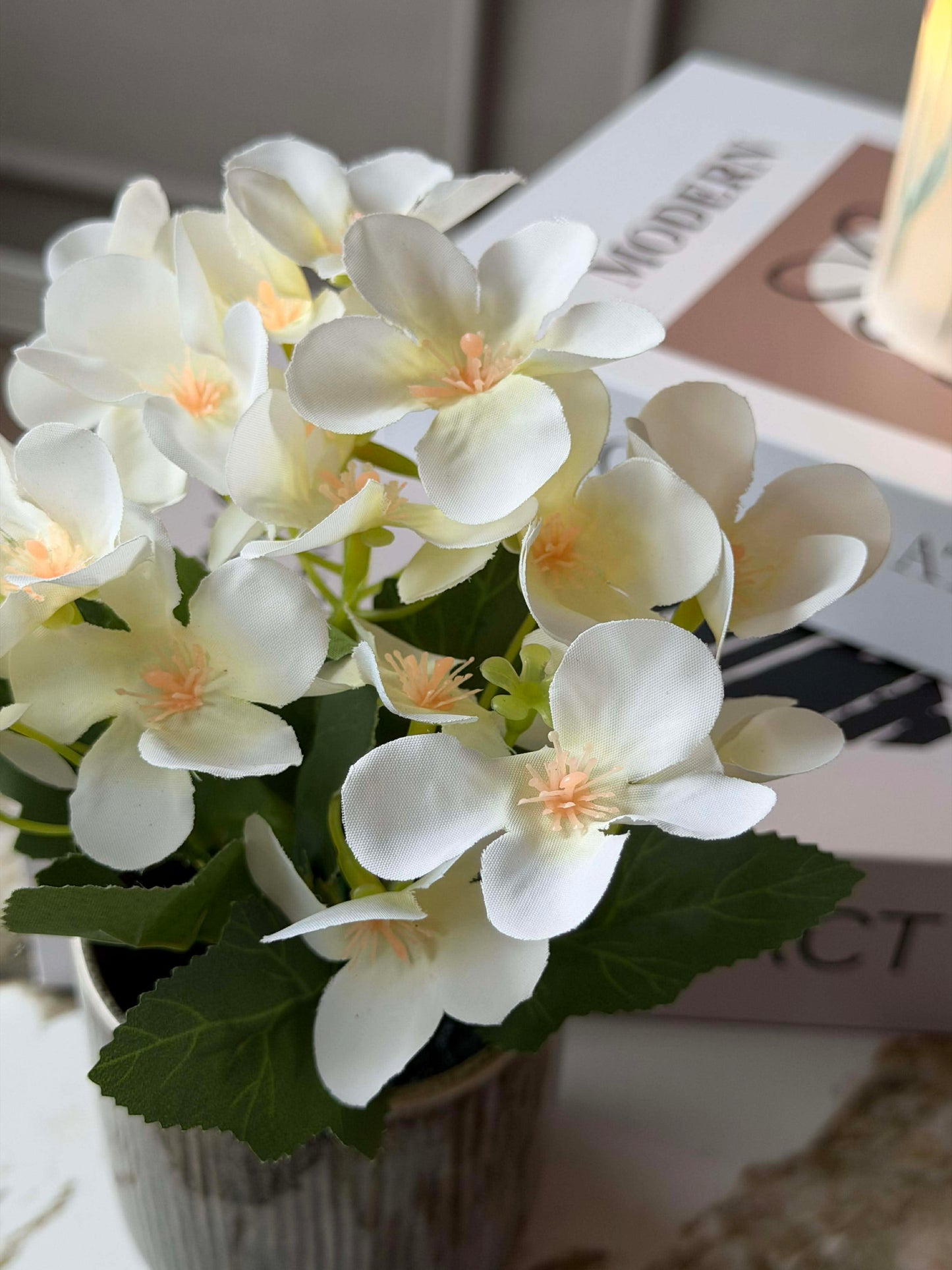Mini hortensia i potte - flere farver
