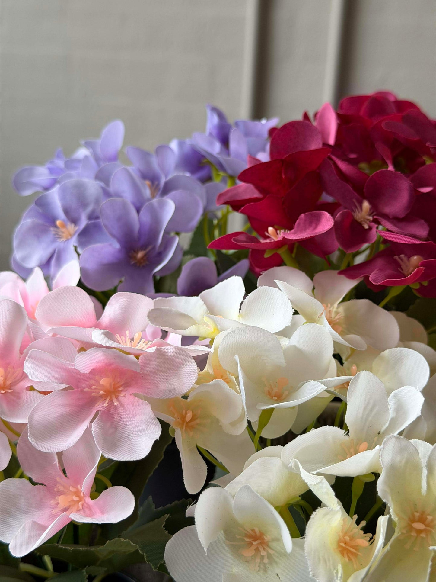Mini hortensia i potte - flere farver