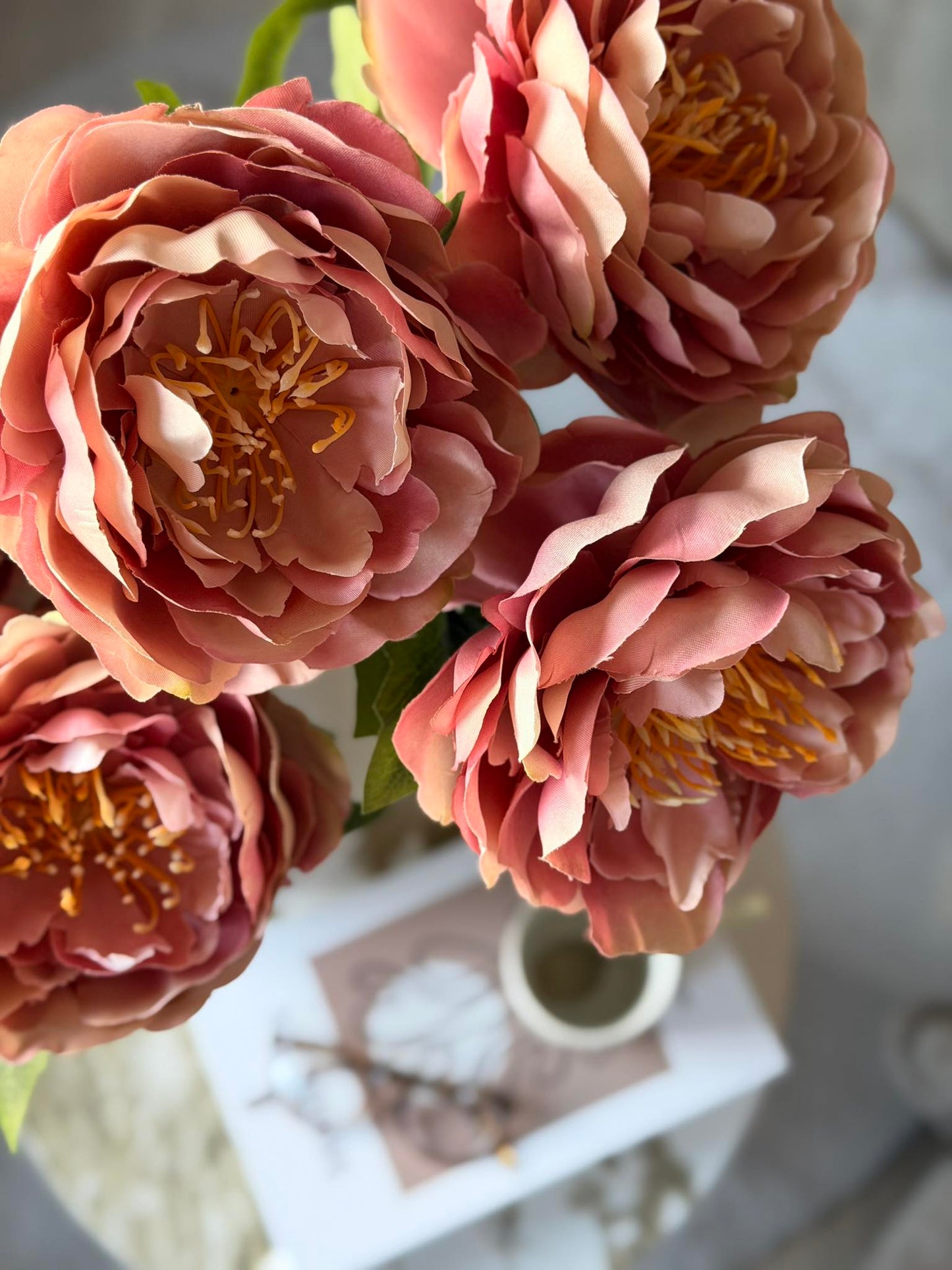 Blomst Pæon Rosa