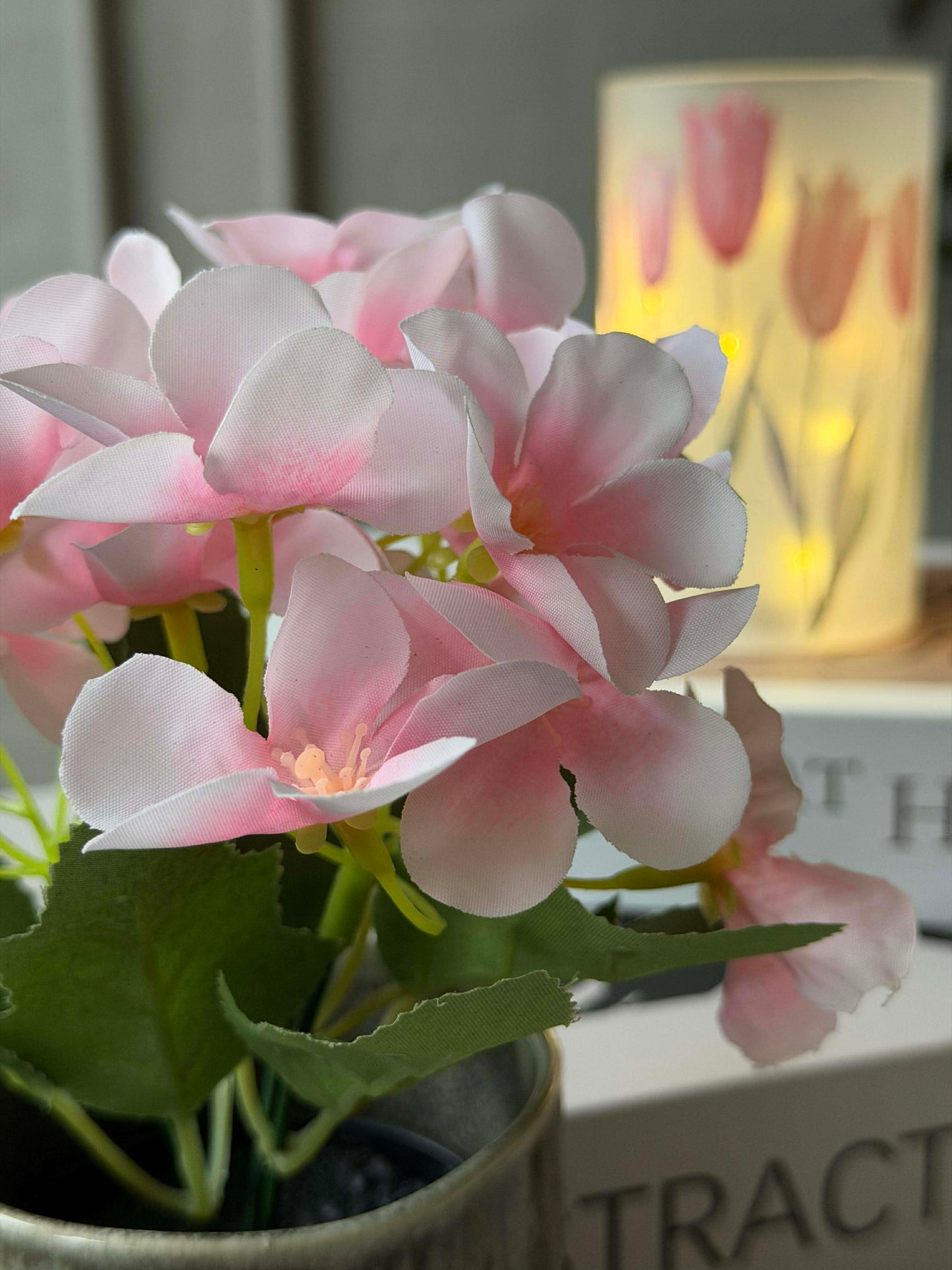 Mini hortensia i potte - flere farver