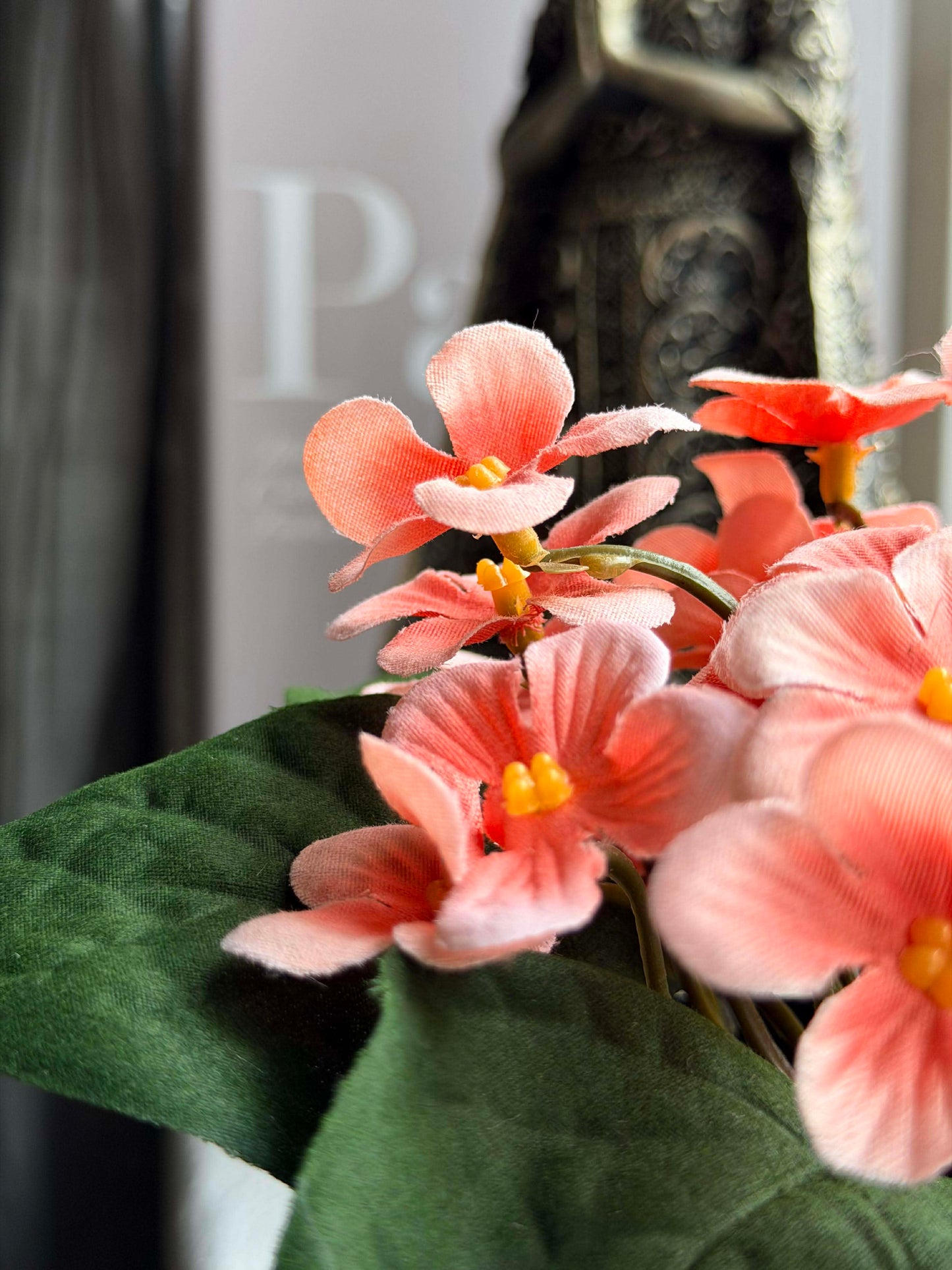 Saintpaulia i potte - flere farver