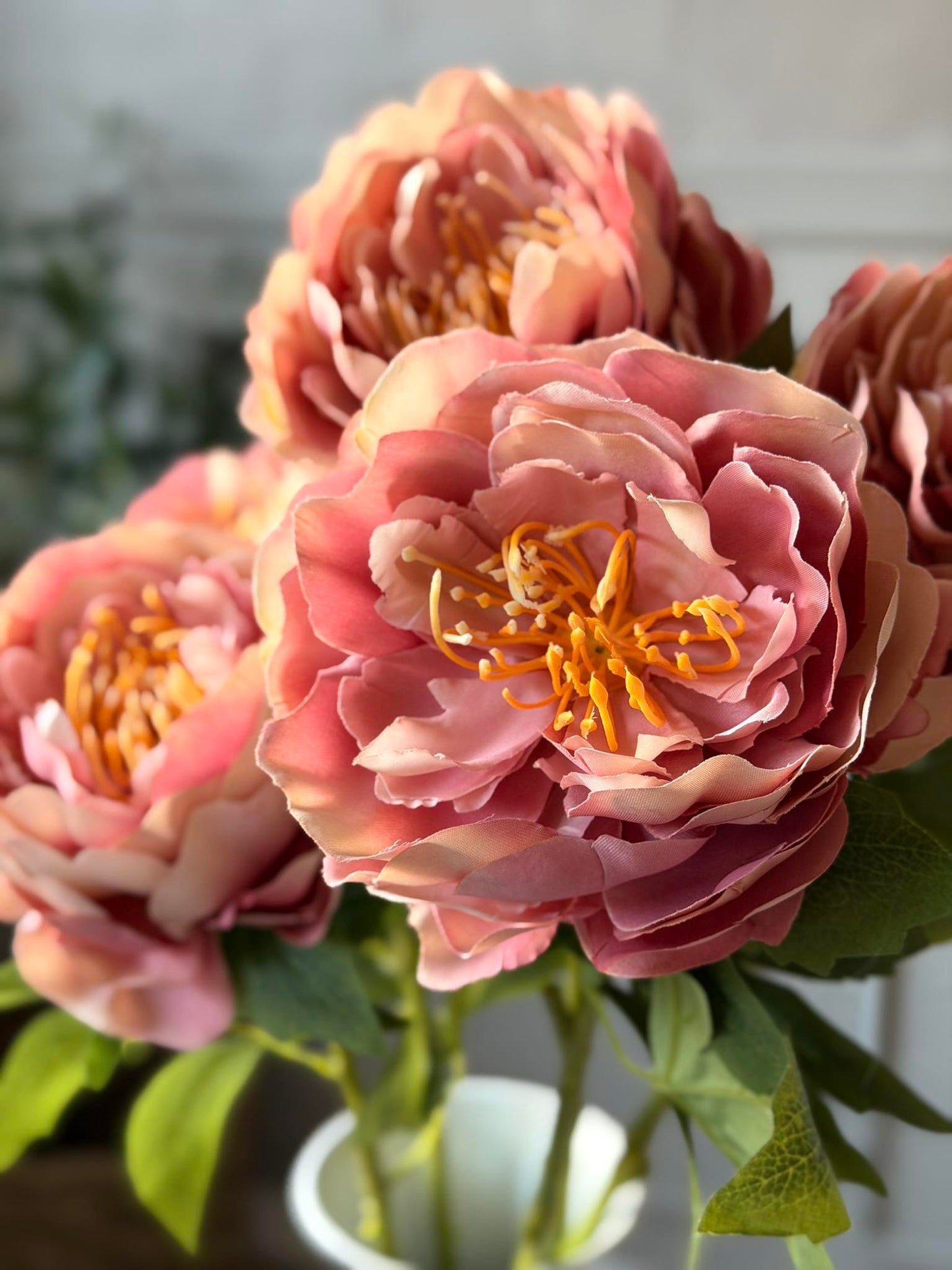 Blomst Pæon Rosa